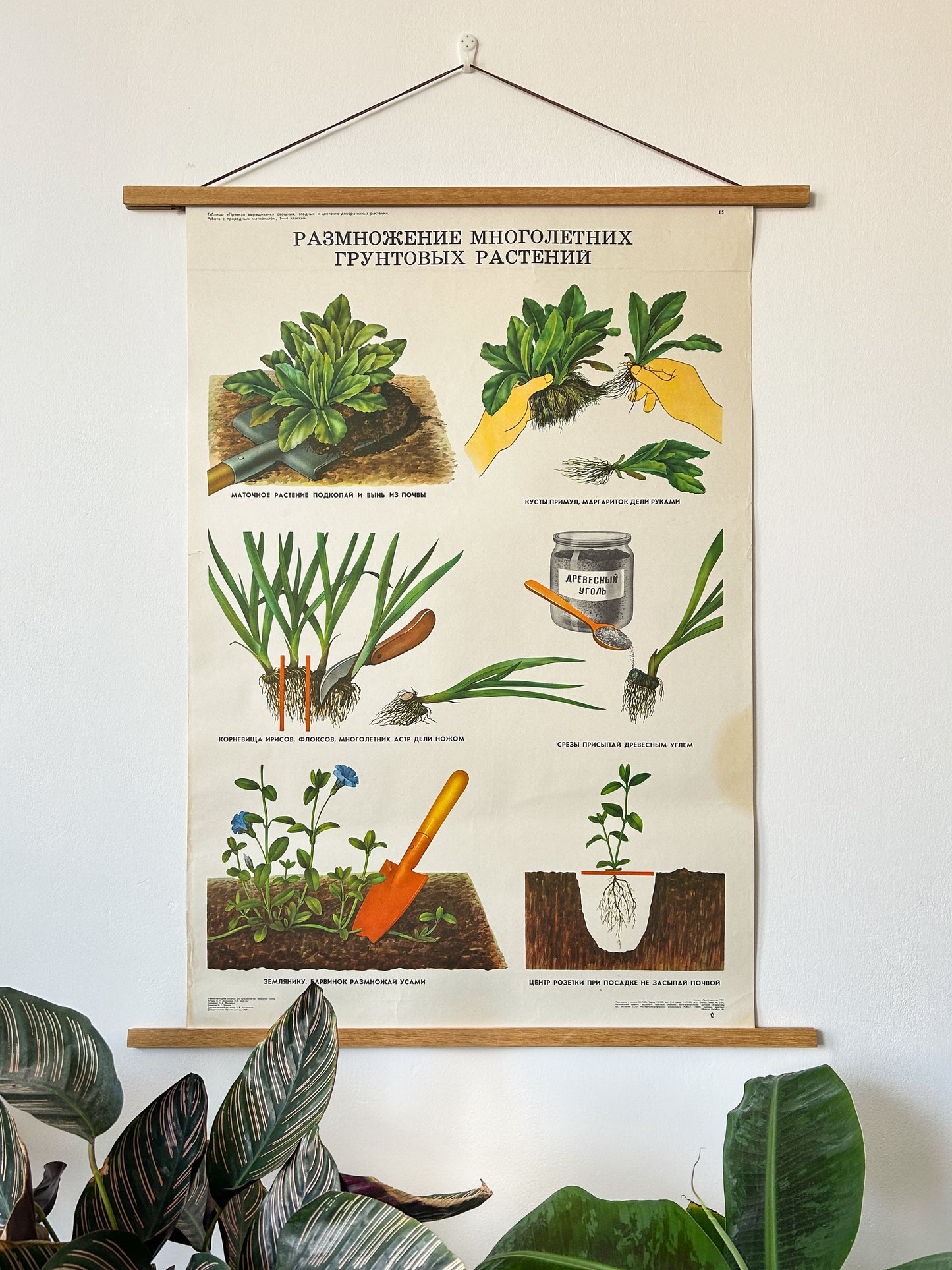 Propagating Perennial Plants - Original Soviet Vintage Educational School Poster | USSR Botanical School Chart