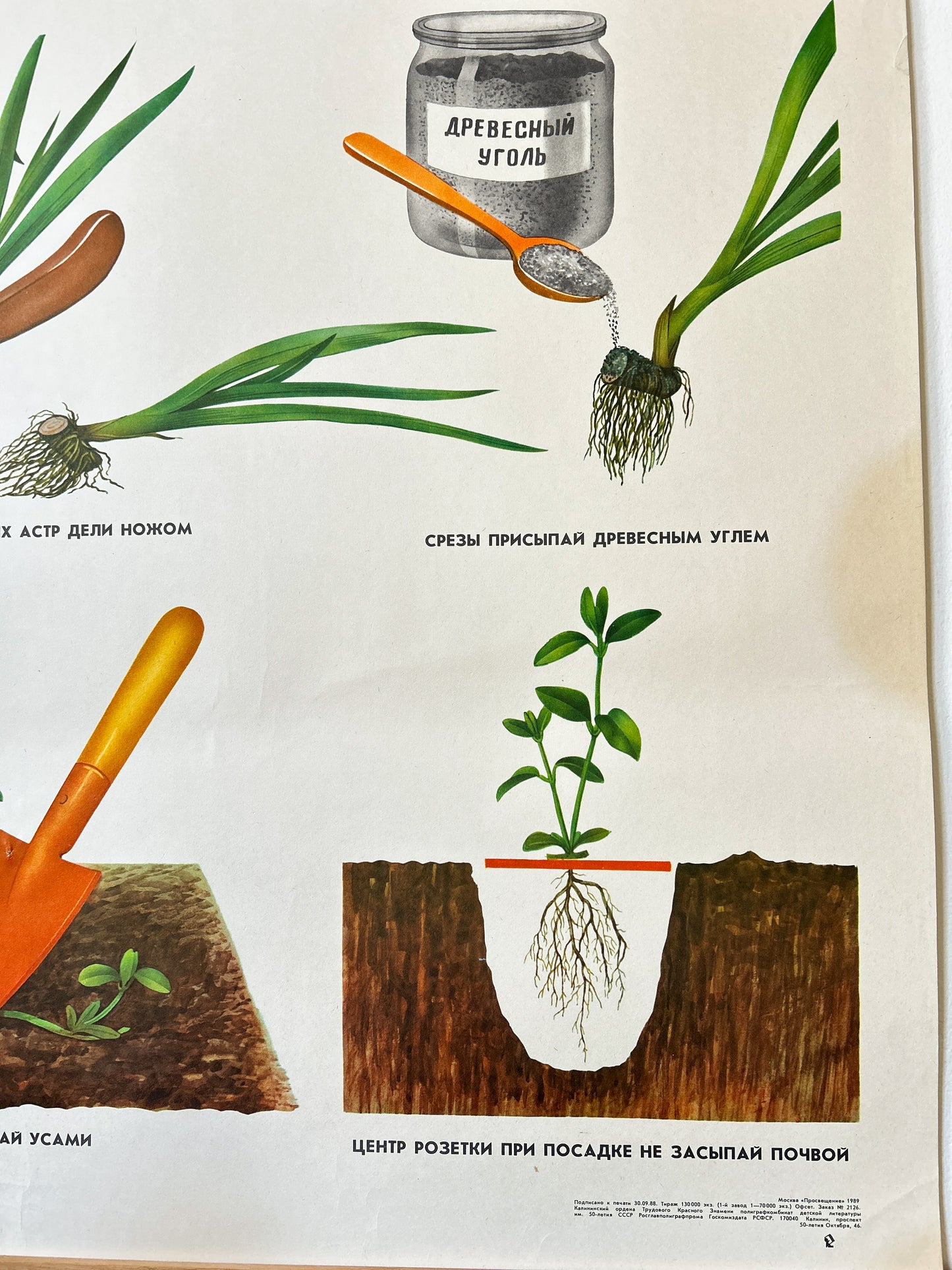 Propagating Perennial Plants - Original Soviet Vintage Educational School Poster | USSR Botanical School Chart
