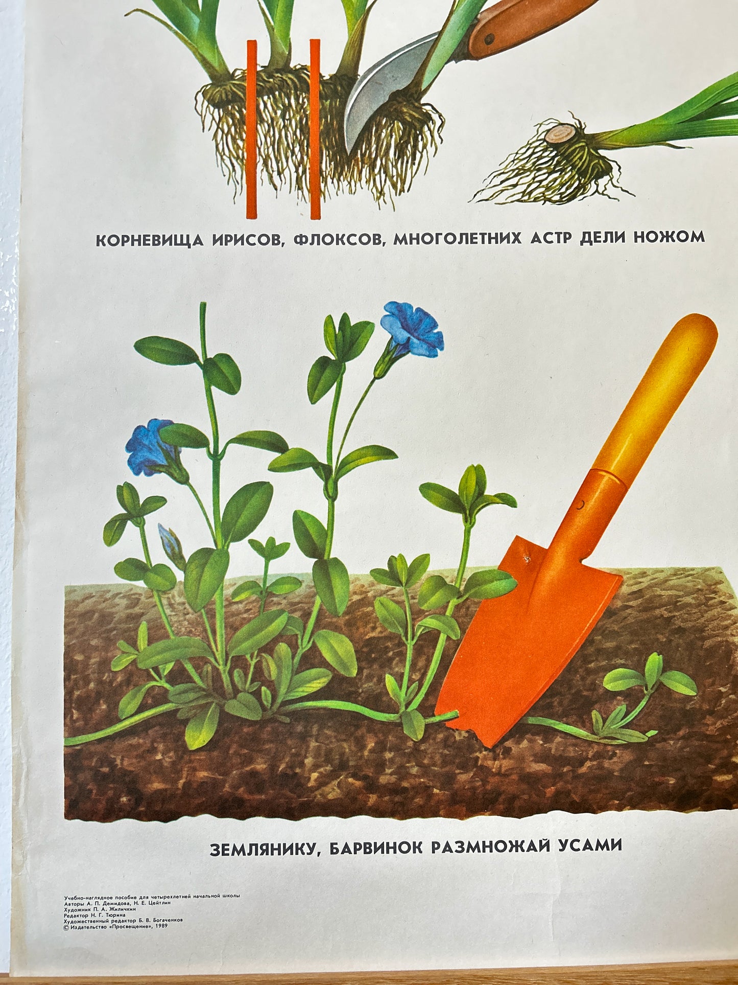 Propagating Perennial Plants - Original Soviet Vintage Educational School Poster | USSR Botanical School Chart