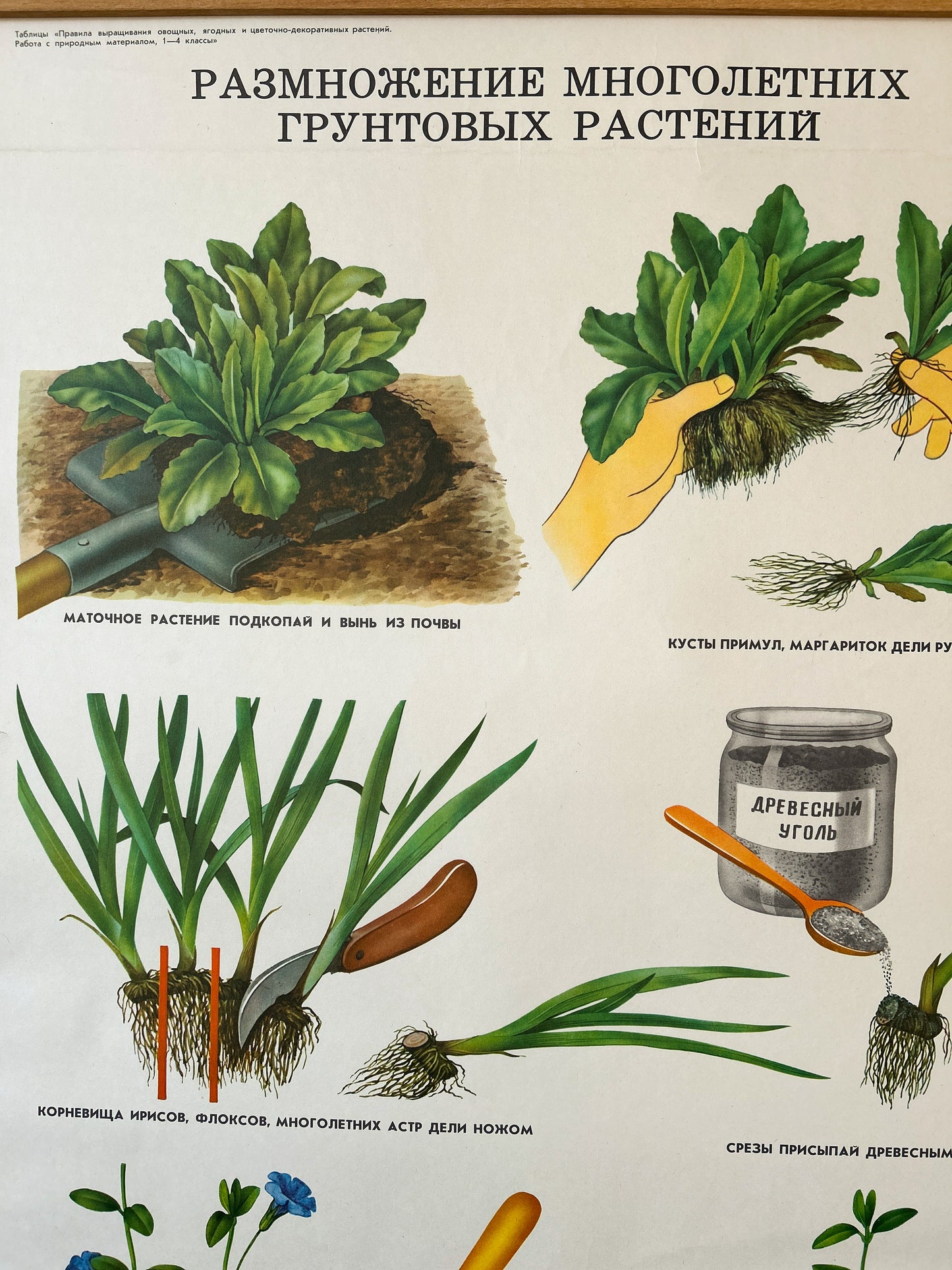 Propagating Perennial Plants - Original Soviet Vintage Educational School Poster | USSR Botanical School Chart