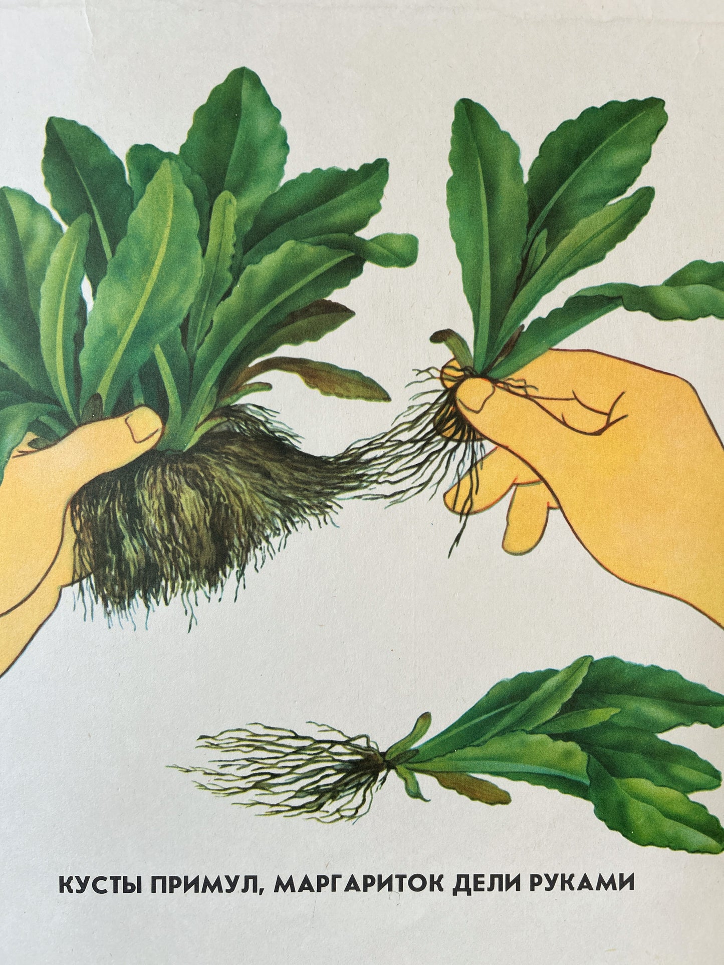 Propagating Perennial Plants - Original Soviet Vintage Educational School Poster | USSR Botanical School Chart