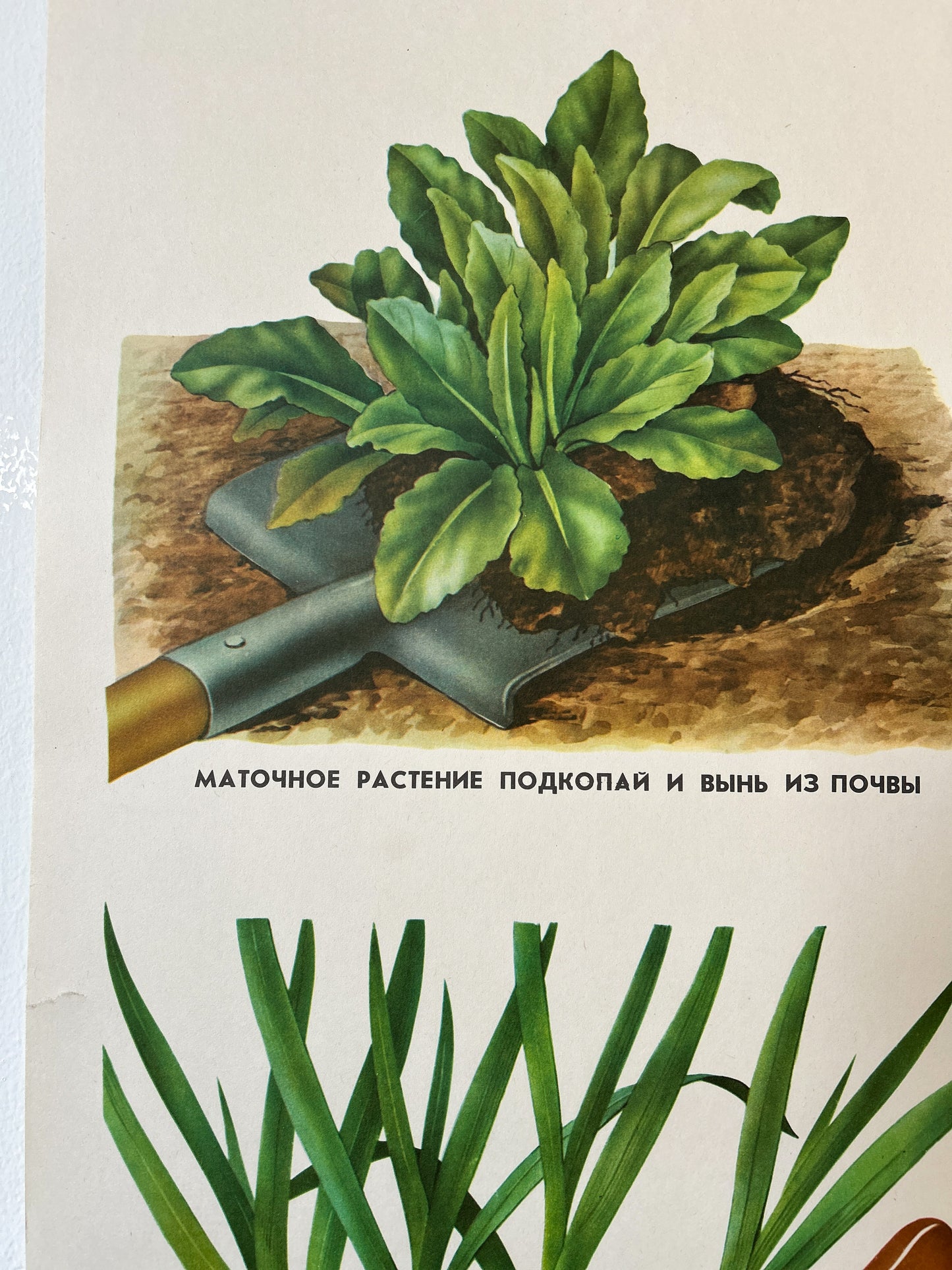 Propagating Perennial Plants - Original Soviet Vintage Educational School Poster | USSR Botanical School Chart