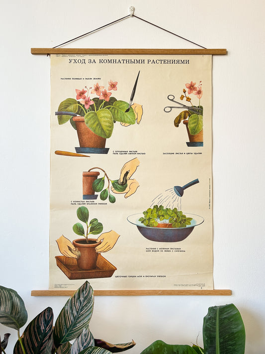Caring for Indoor Plants - Original Soviet Vintage Educational School Poster | USSR Botanical School Chart