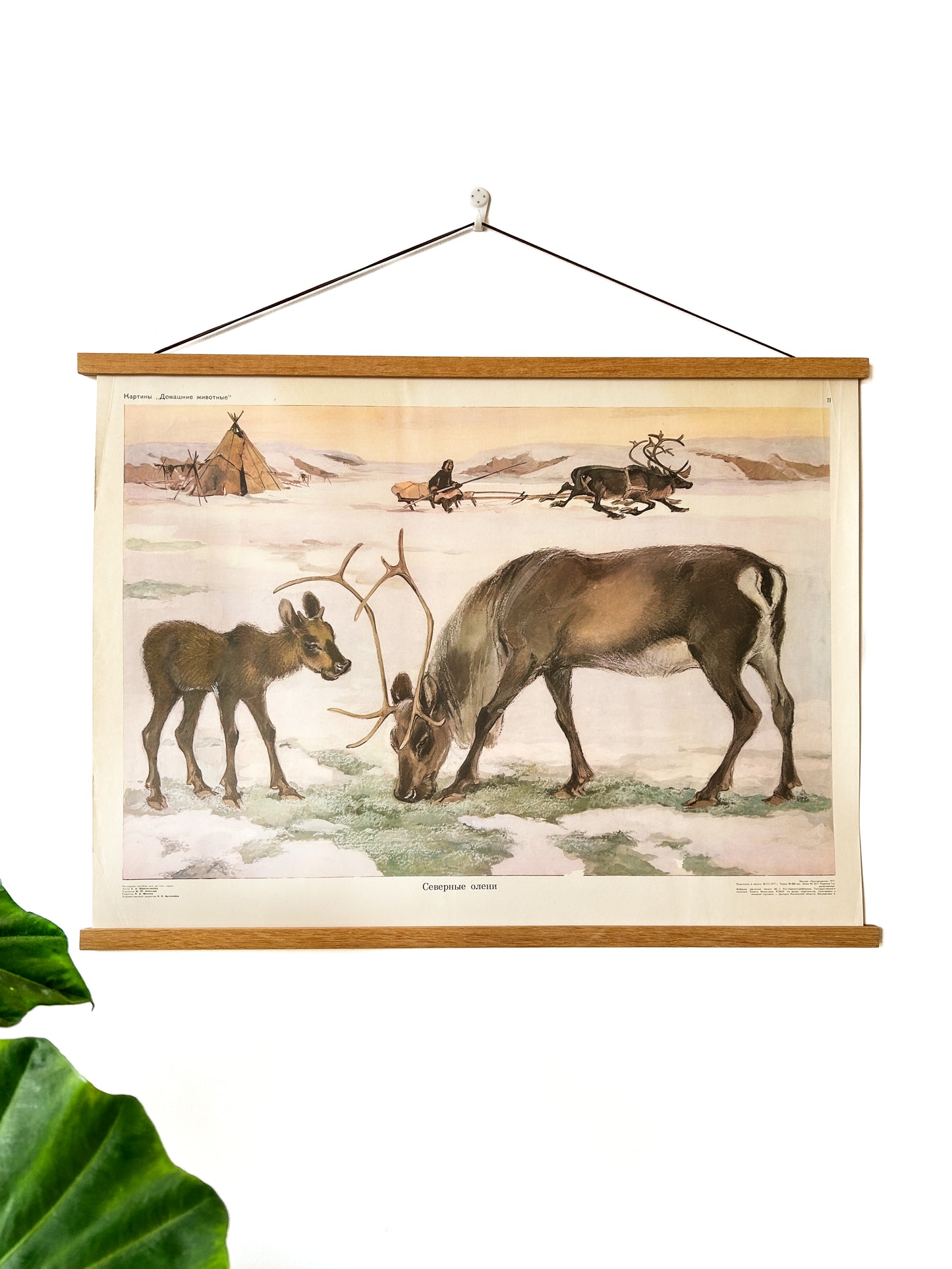 Soviet vintage kindergarten educational poster from 1977 depicting a watercolour of a snowy landscape with a Northern reindeer mother and calf with a yurt and a sledge the background 
