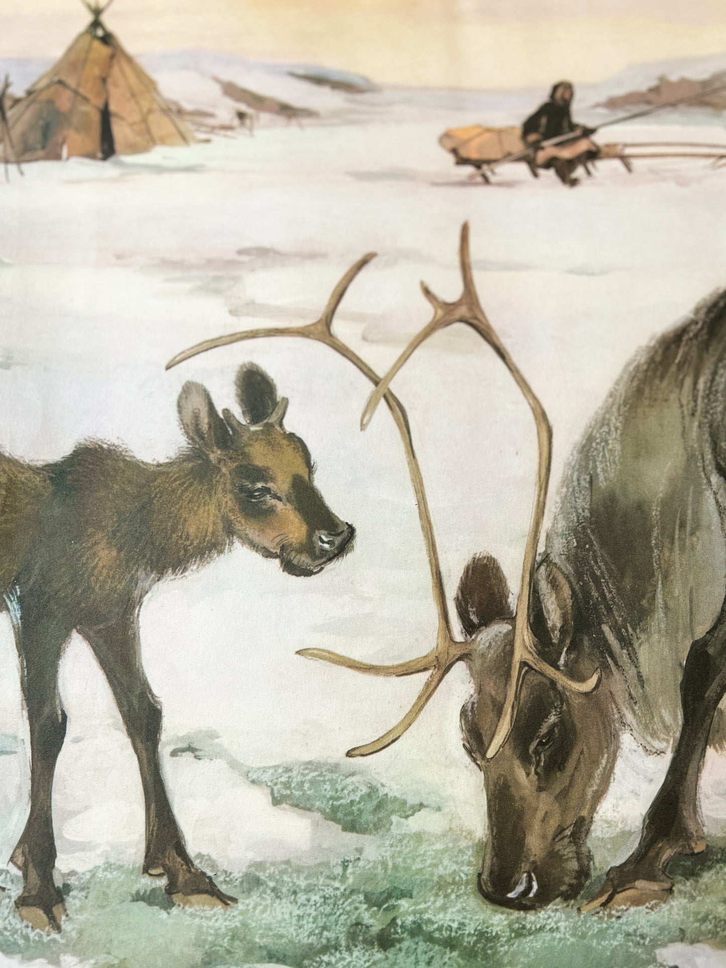 detail of a Soviet vintage kindergarten educational poster from 1977 depicting a watercolour of a snowy landscape with a Northern reindeer mother and calf with a yurt and a sledge the background 