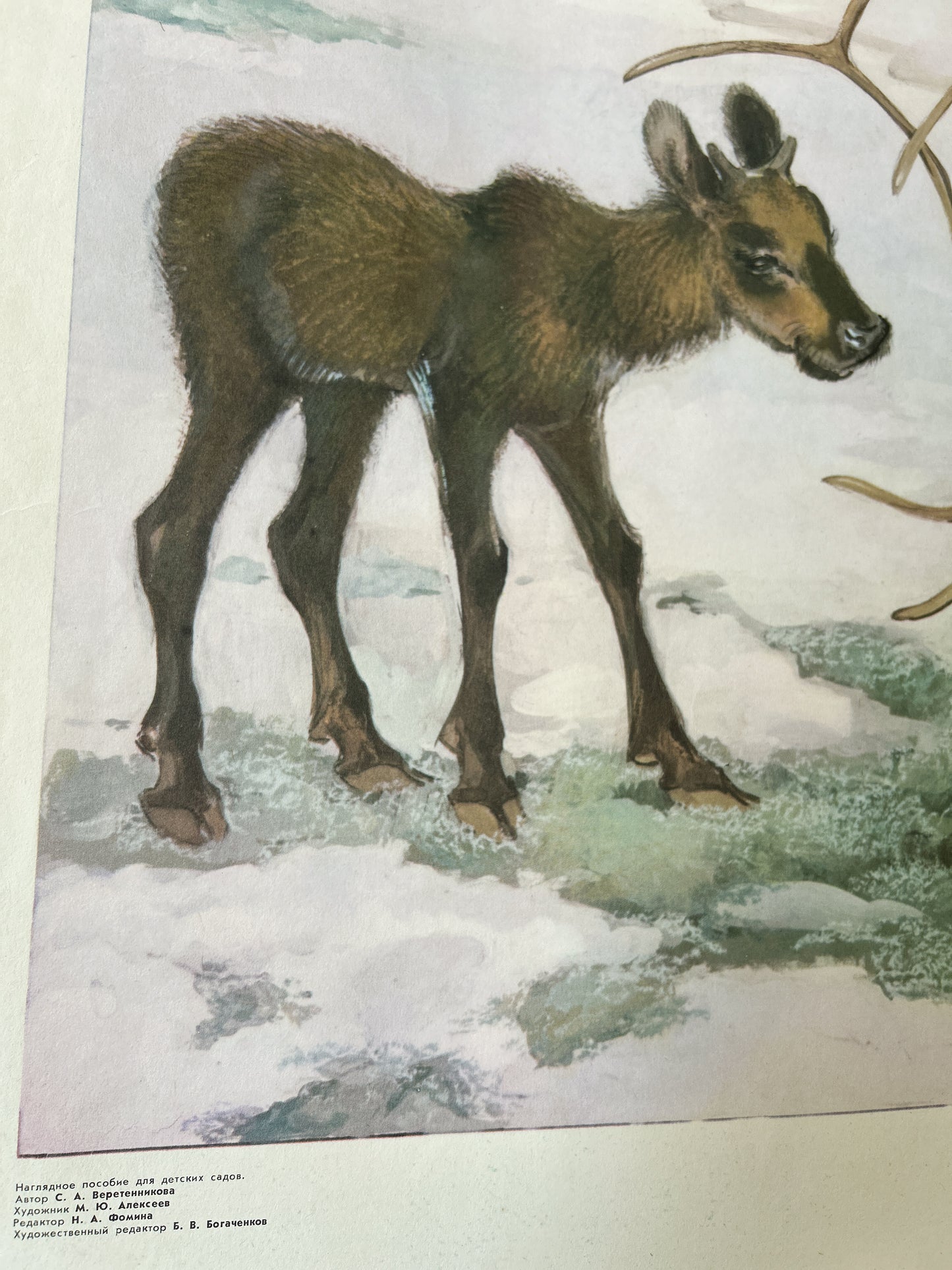 Soviet vintage illustration of a baby reindeer
