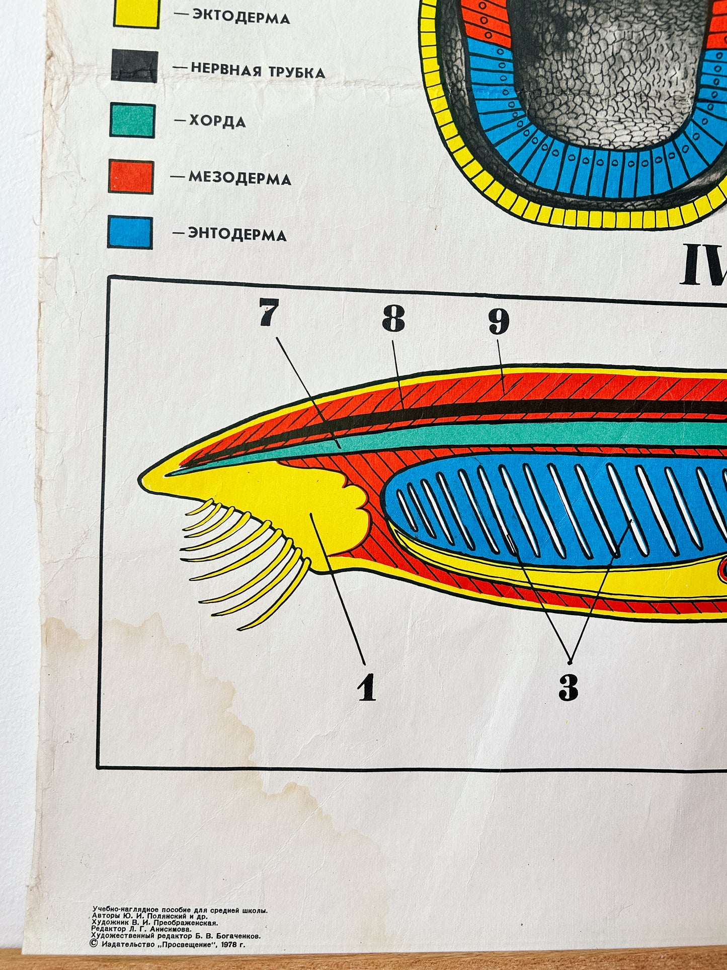 Lancet – colourful detail of a large original Soviet vintage biology school chart, "Individual Development of Chordates, LANCET", printed in the USSR in 1978 on paper with linen backing, a mid-century educational science poster.