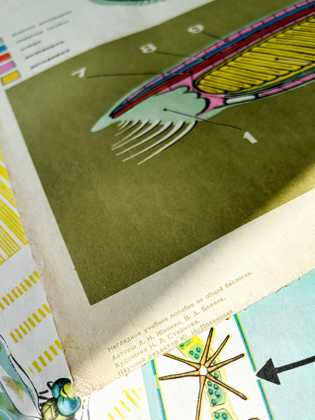 A close-up corner detail of a vintage USSR illustrated biology poster depicting a lancet with artists details.