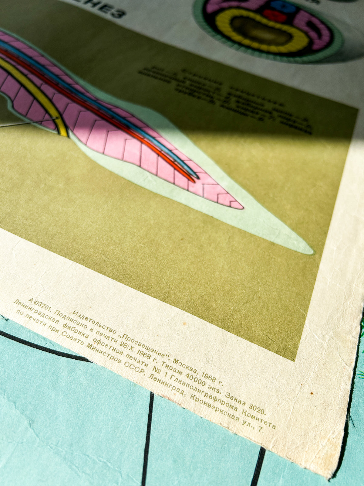 Corner detail of a Soviet vintage mid-century biology school poster about the embryological development of a lancet showing printers' information.