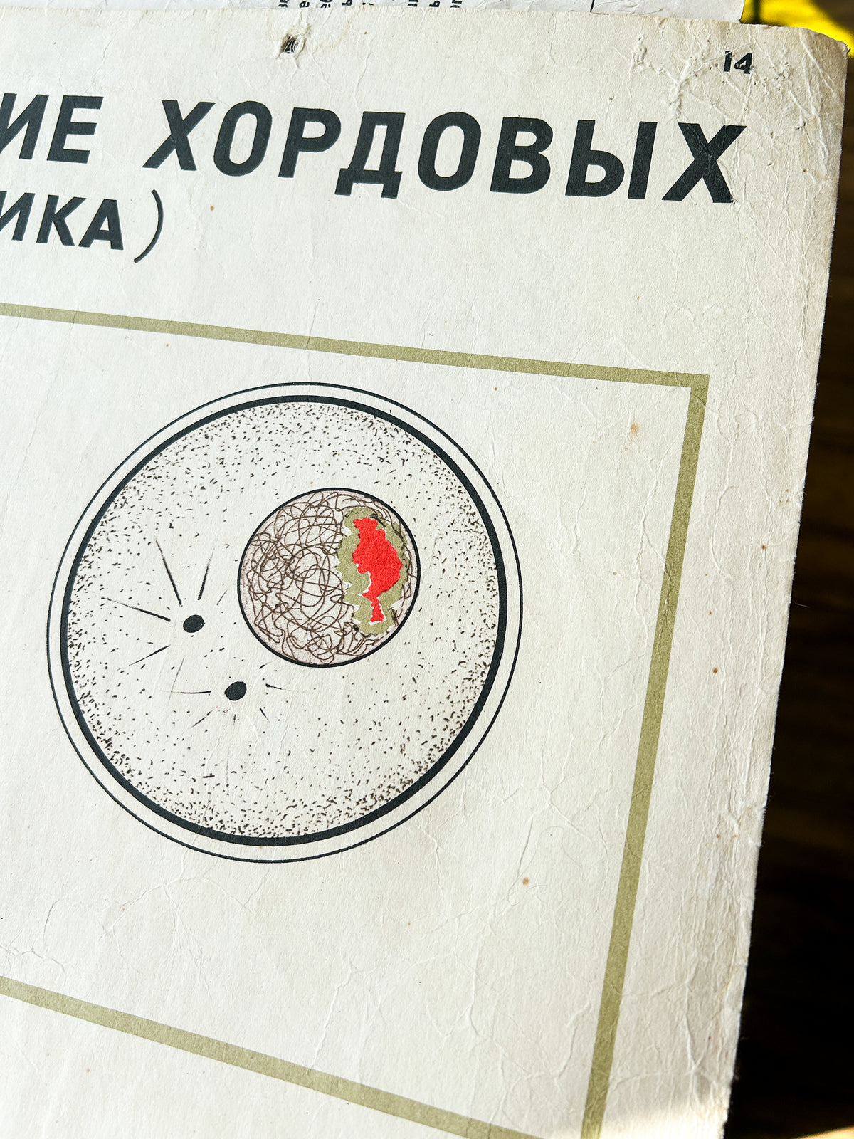 1968 Original Soviet Vintage Large Biology School Chart "Individual Development of Chordates, LANCET" Paper On Linen, USSR Mid Century Educational Poster