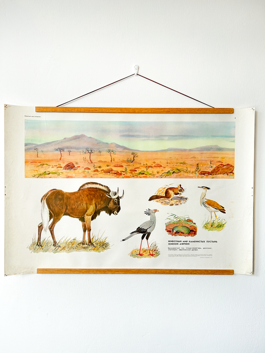 Original Soviet vintage school poster illustrating of specific animals adapted to arid, rocky South African landscapes