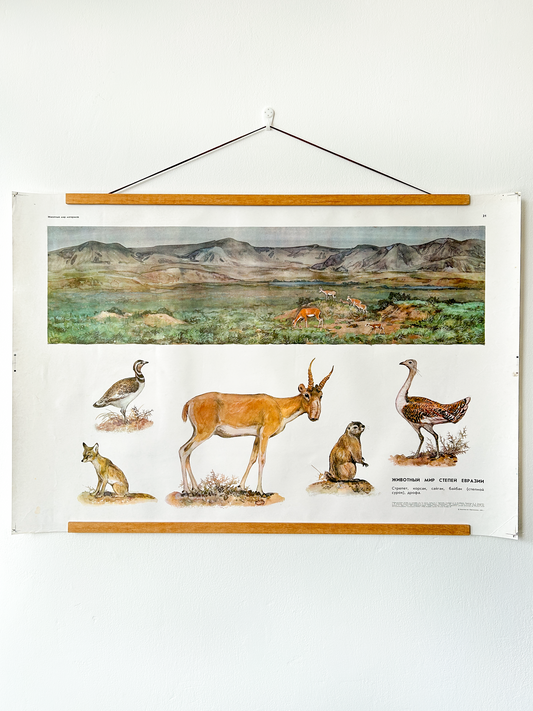 Original Soviet Vintage Educational Wildlife Poster – Animal World of the Eurasian Steppe: Saiga Antelope, Corsac Fox, Great & Little Bustard, Bobak Marmot | USSR School Chart