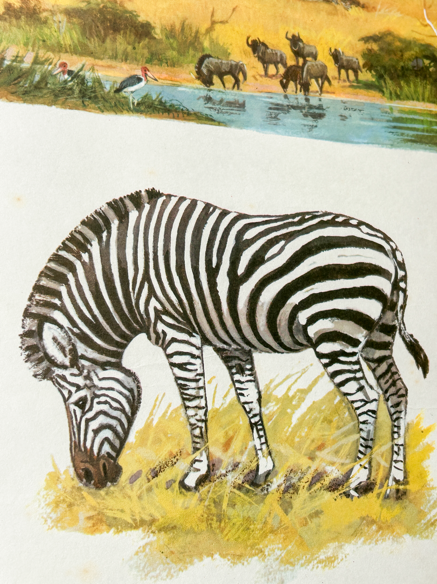 Original Soviet Vintage Educational Wildlife Poster – Animal World of African Savanna: Giraffe, Lion, Zebra, Hippopotamus, Rhinoceros, Wildebeest | USSR School Chart