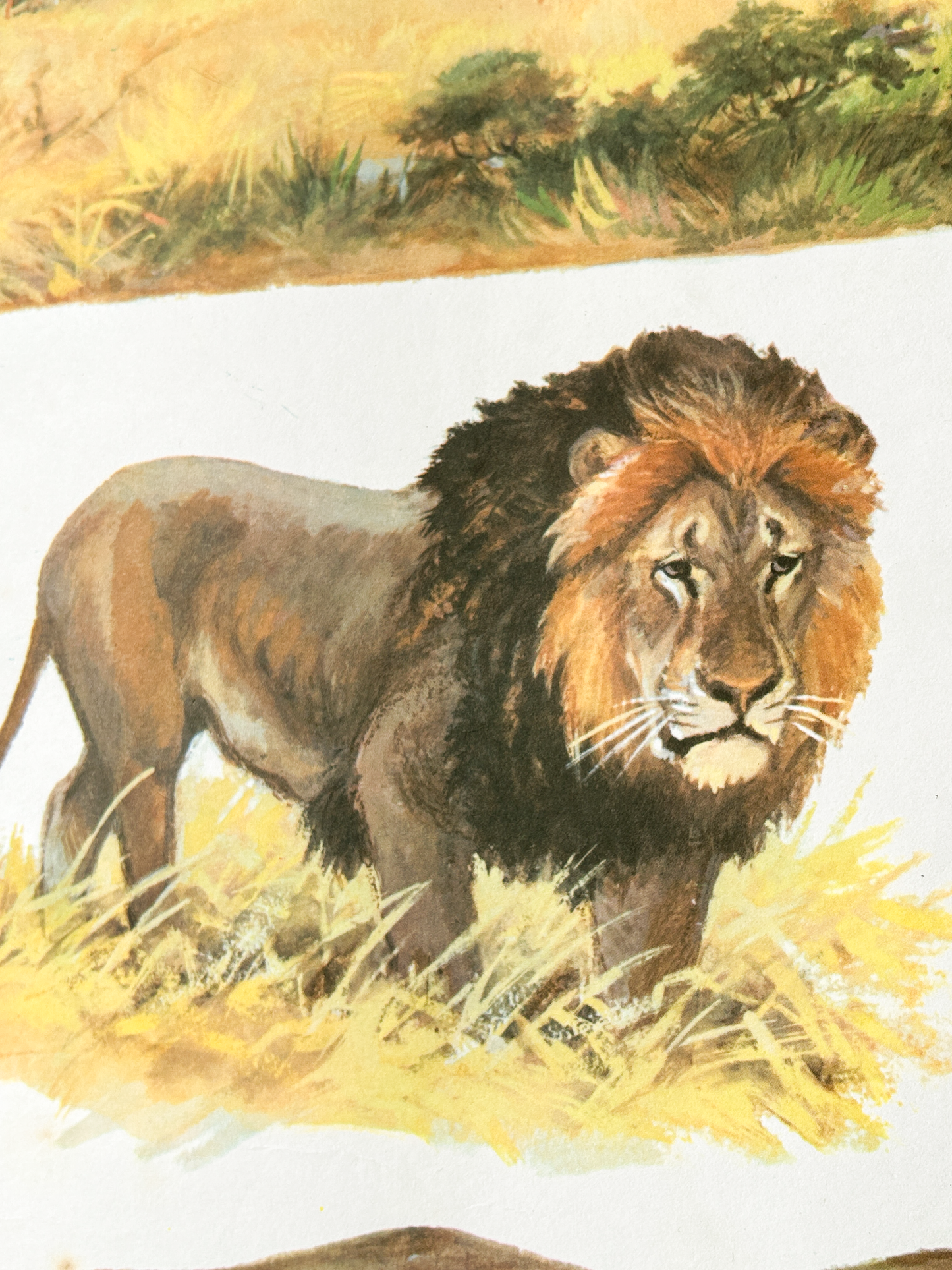 Original Soviet Vintage Educational Wildlife Poster – Animal World of African Savanna: Giraffe, Lion, Zebra, Hippopotamus, Rhinoceros, Wildebeest | USSR School Chart