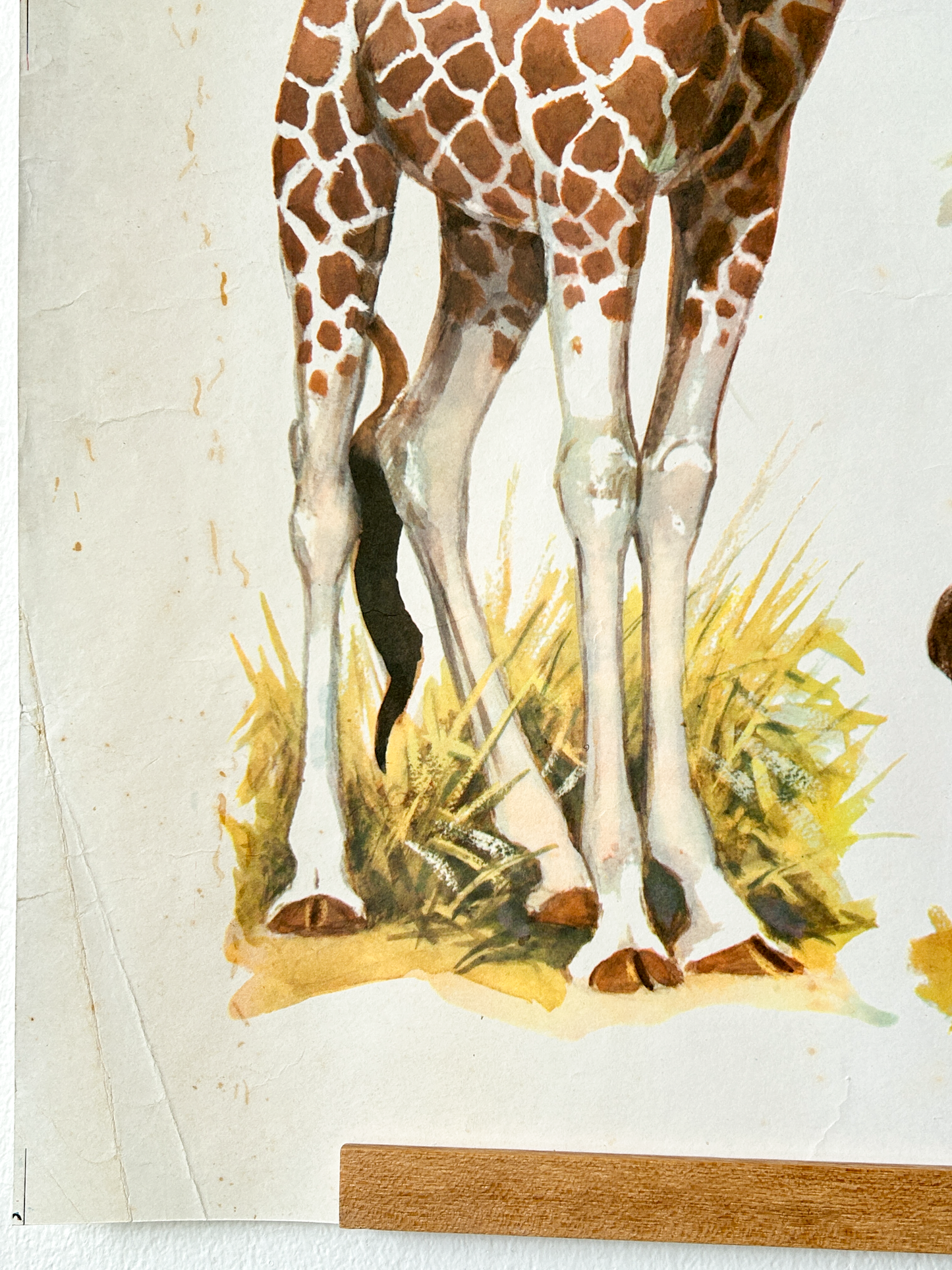 Original Soviet Vintage Educational Wildlife Poster – Animal World of African Savanna: Giraffe, Lion, Zebra, Hippopotamus, Rhinoceros, Wildebeest | USSR School Chart