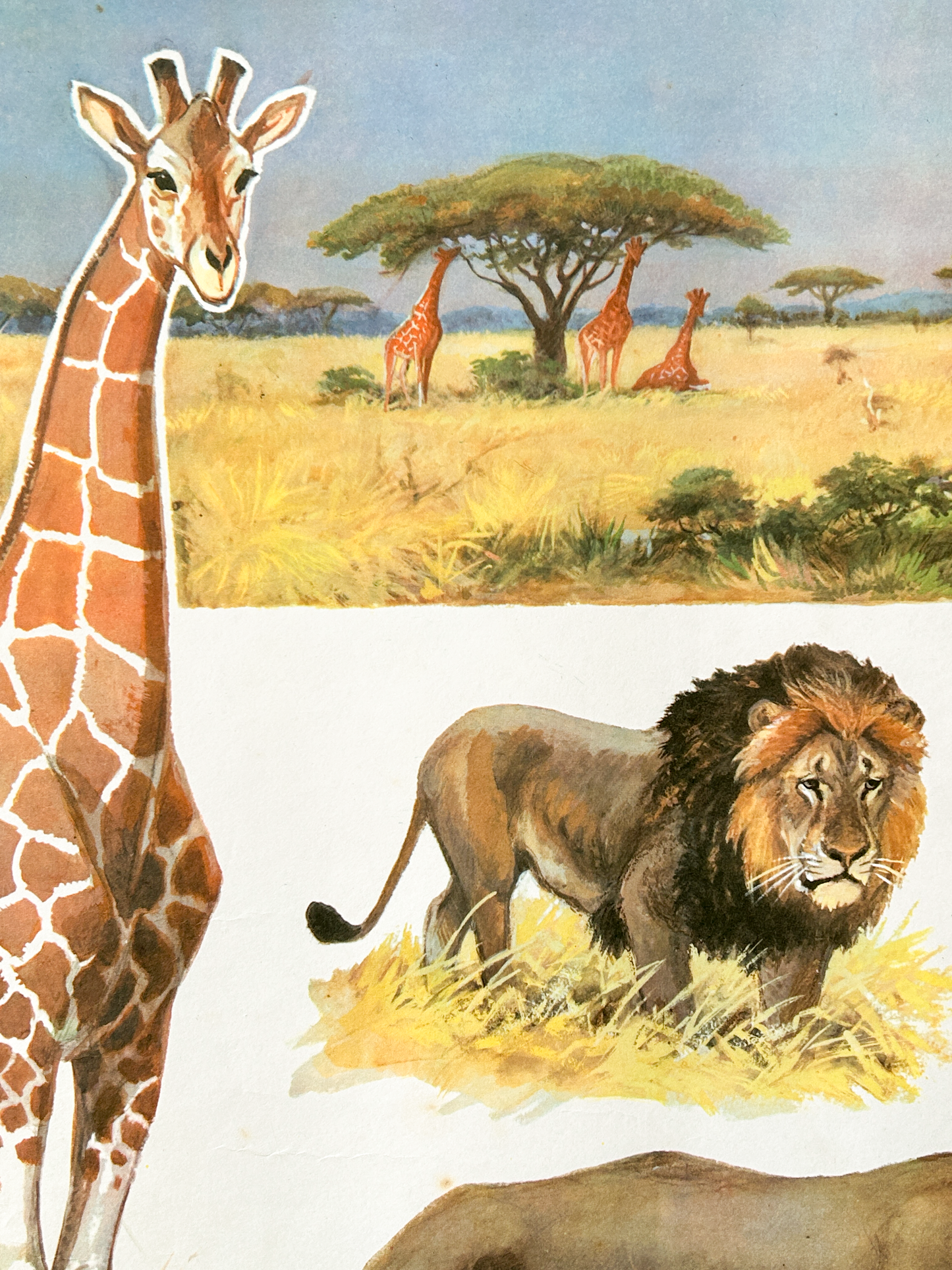 Original Soviet Vintage Educational Wildlife Poster – Animal World of African Savanna: Giraffe, Lion, Zebra, Hippopotamus, Rhinoceros, Wildebeest | USSR School Chart