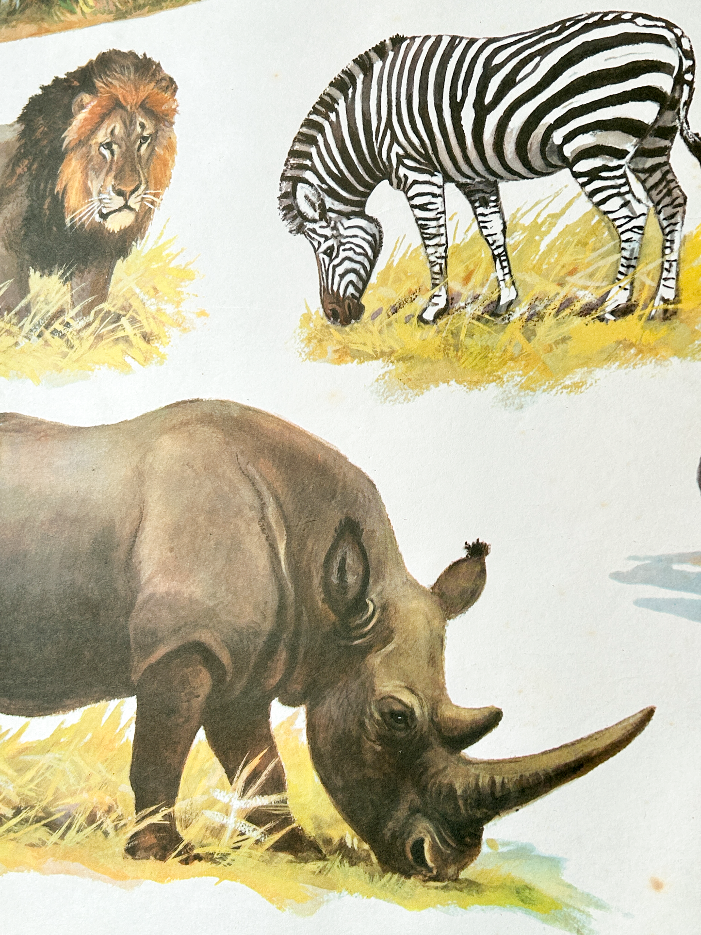 Original Soviet Vintage Educational Wildlife Poster – Animal World of African Savanna: Giraffe, Lion, Zebra, Hippopotamus, Rhinoceros, Wildebeest | USSR School Chart