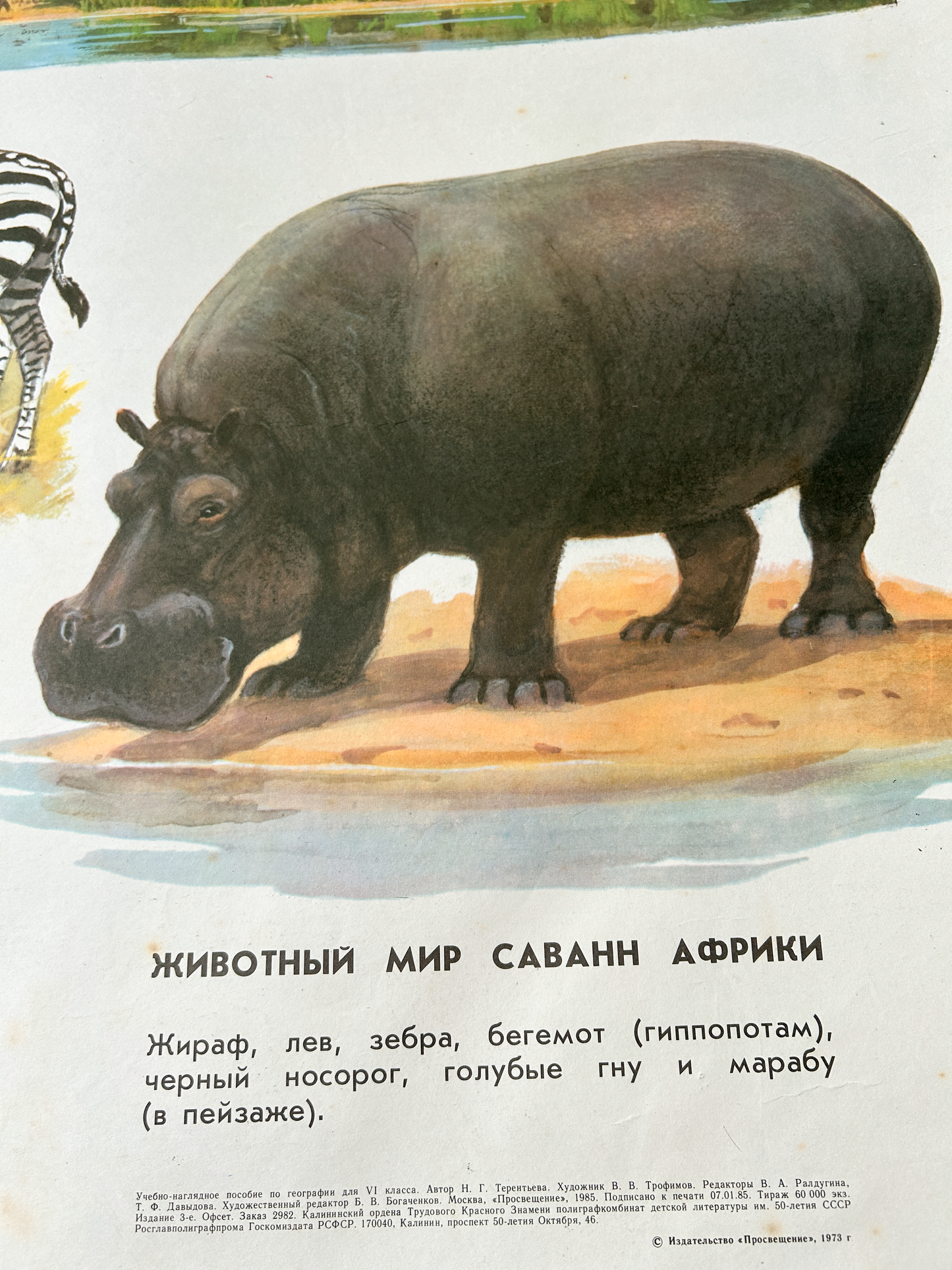 Original Soviet Vintage Educational Wildlife Poster – Animal World of African Savanna: Giraffe, Lion, Zebra, Hippopotamus, Rhinoceros, Wildebeest | USSR School Chart