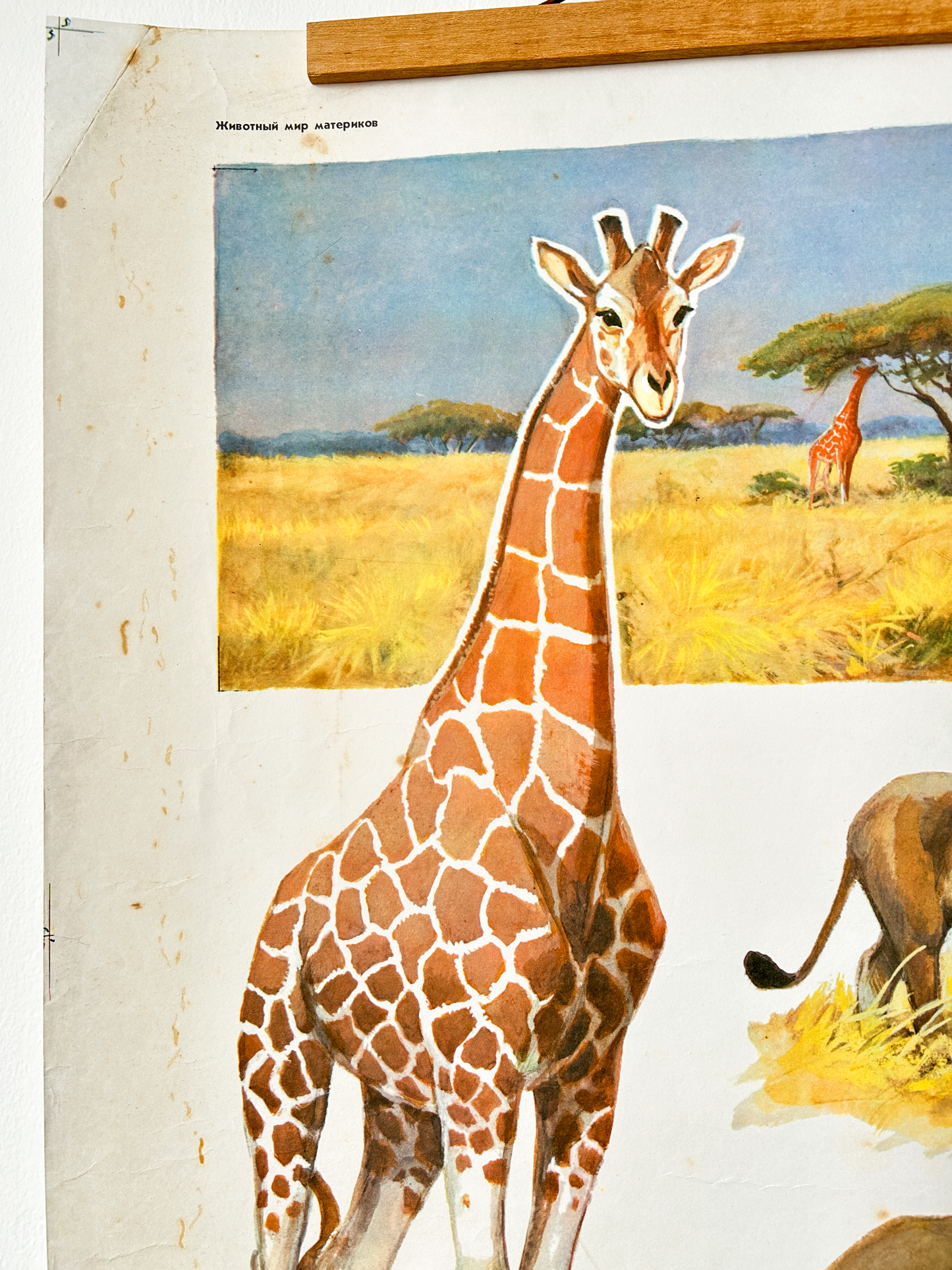 Original Soviet Vintage Educational Wildlife Poster – Animal World of African Savanna: Giraffe, Lion, Zebra, Hippopotamus, Rhinoceros, Wildebeest | USSR School Chart