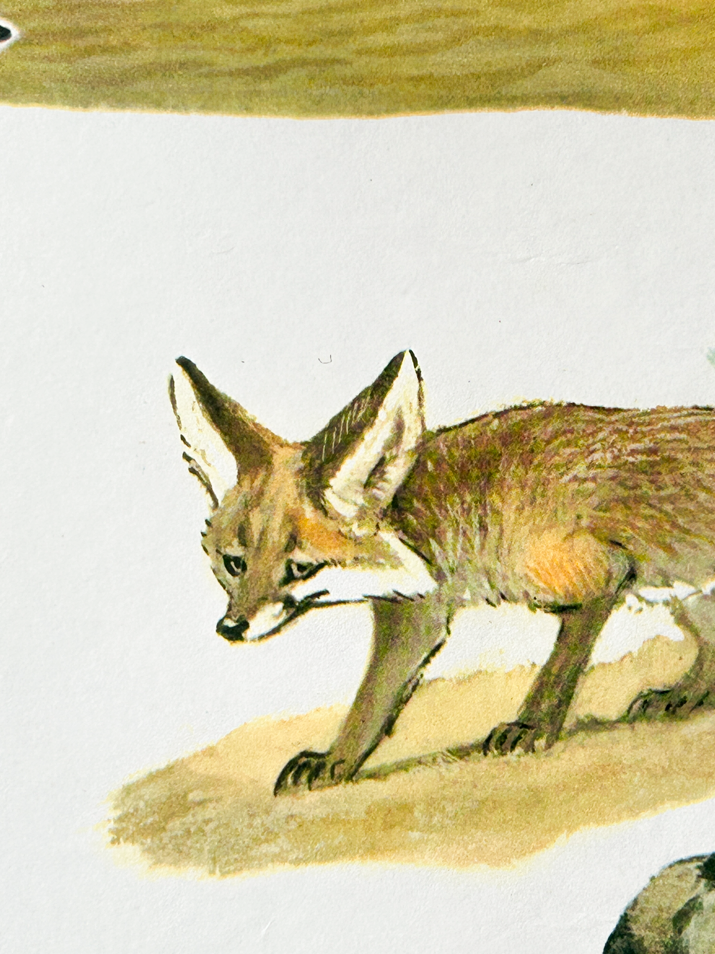 Vintage illustration of a Fennec fox