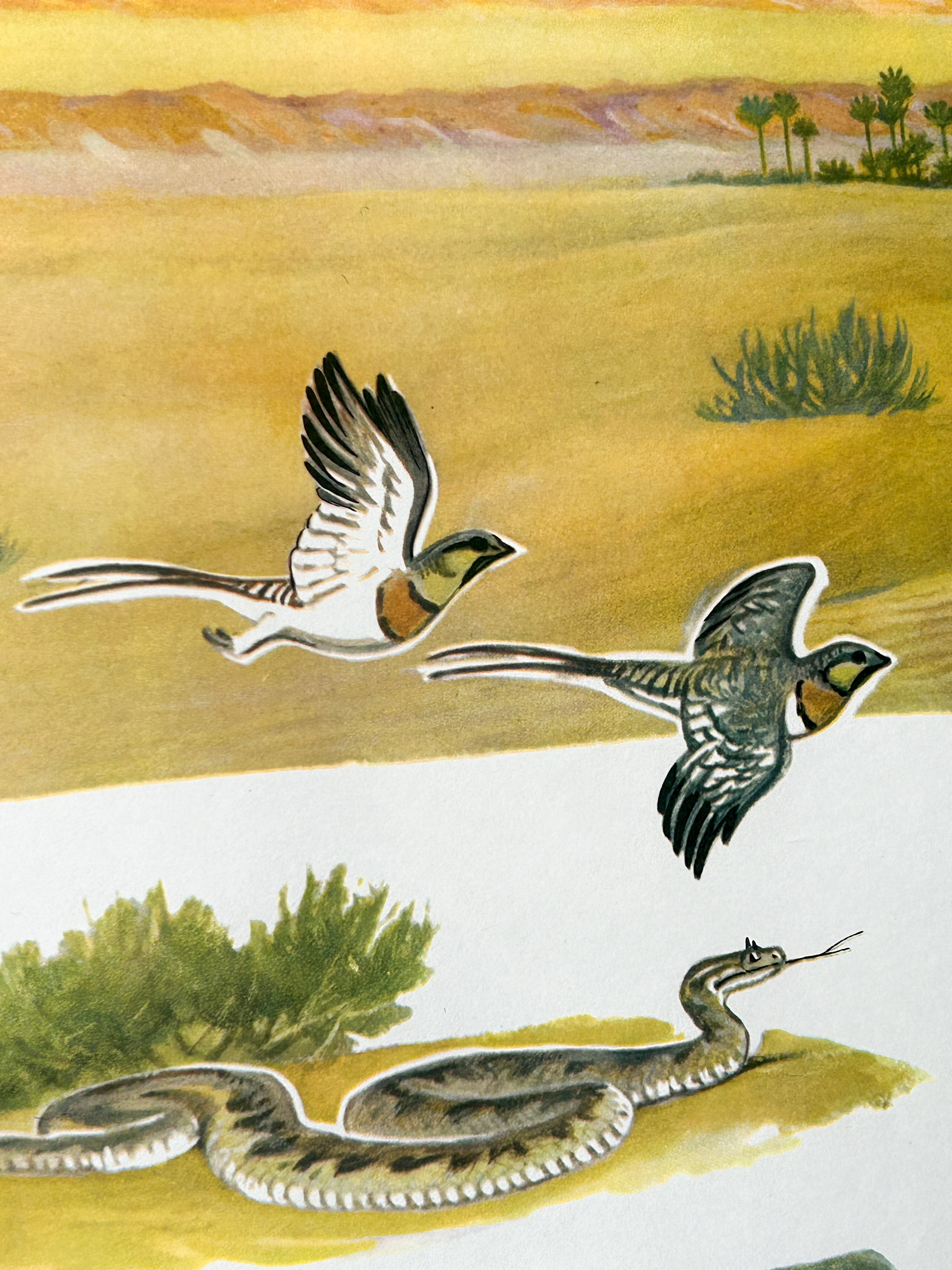 A vintage illustration of birds and a viper snake in a landscape of a Sahara desert