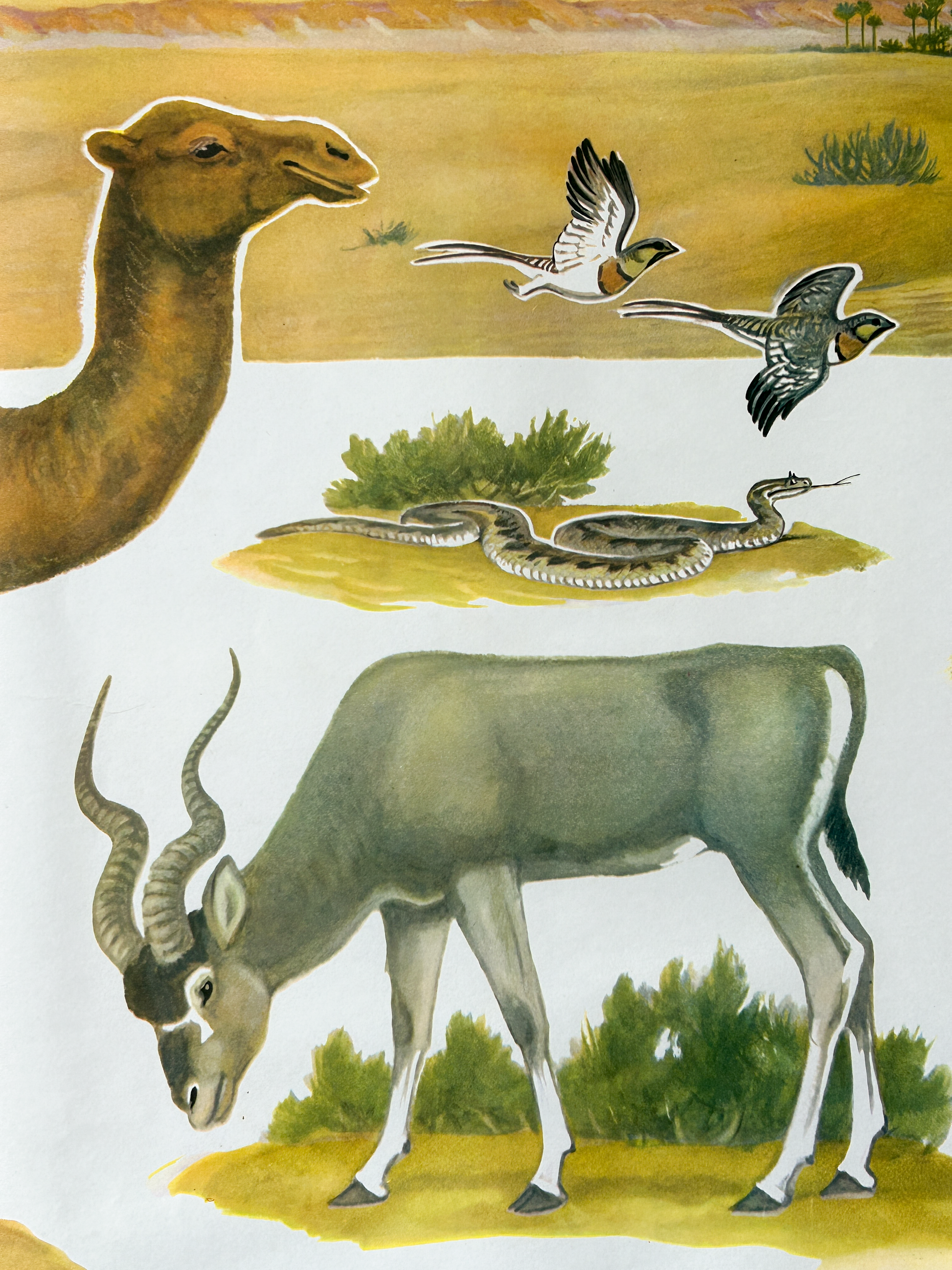 Vintage illustration of a camel, gazelle, birds and a snake in the landscape of a Sahara Desert