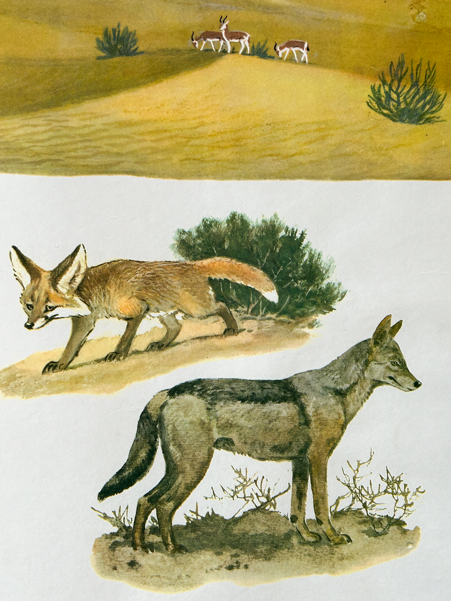 Vintage illustration of a fennec fox and a jackal wolf in a natural landscape of a Sahara desert