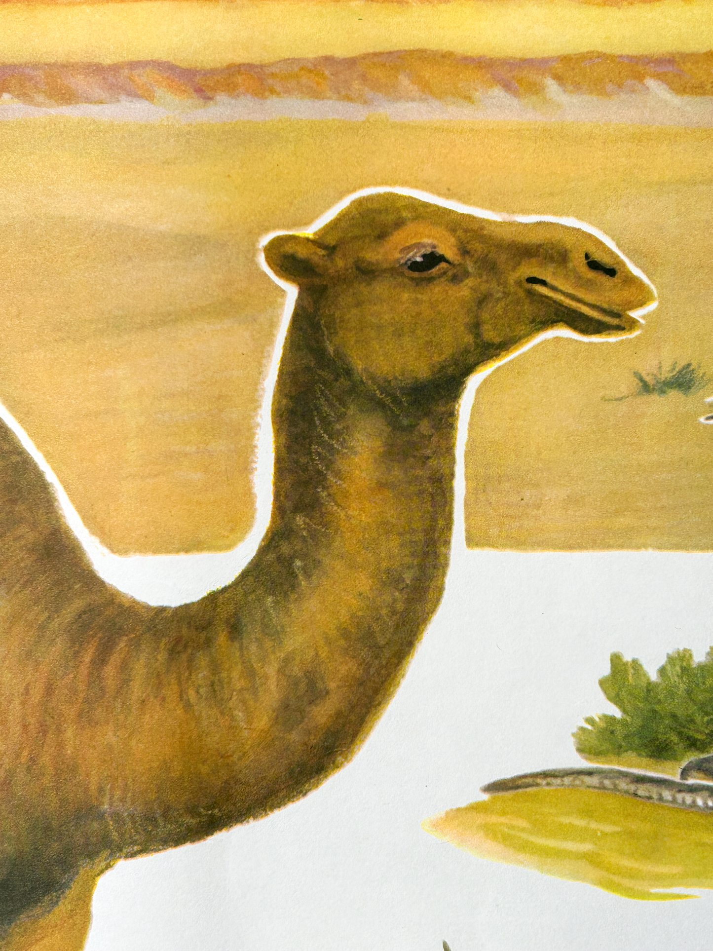 Vintage illustration of a camel with a Sahara desert landscape in the background