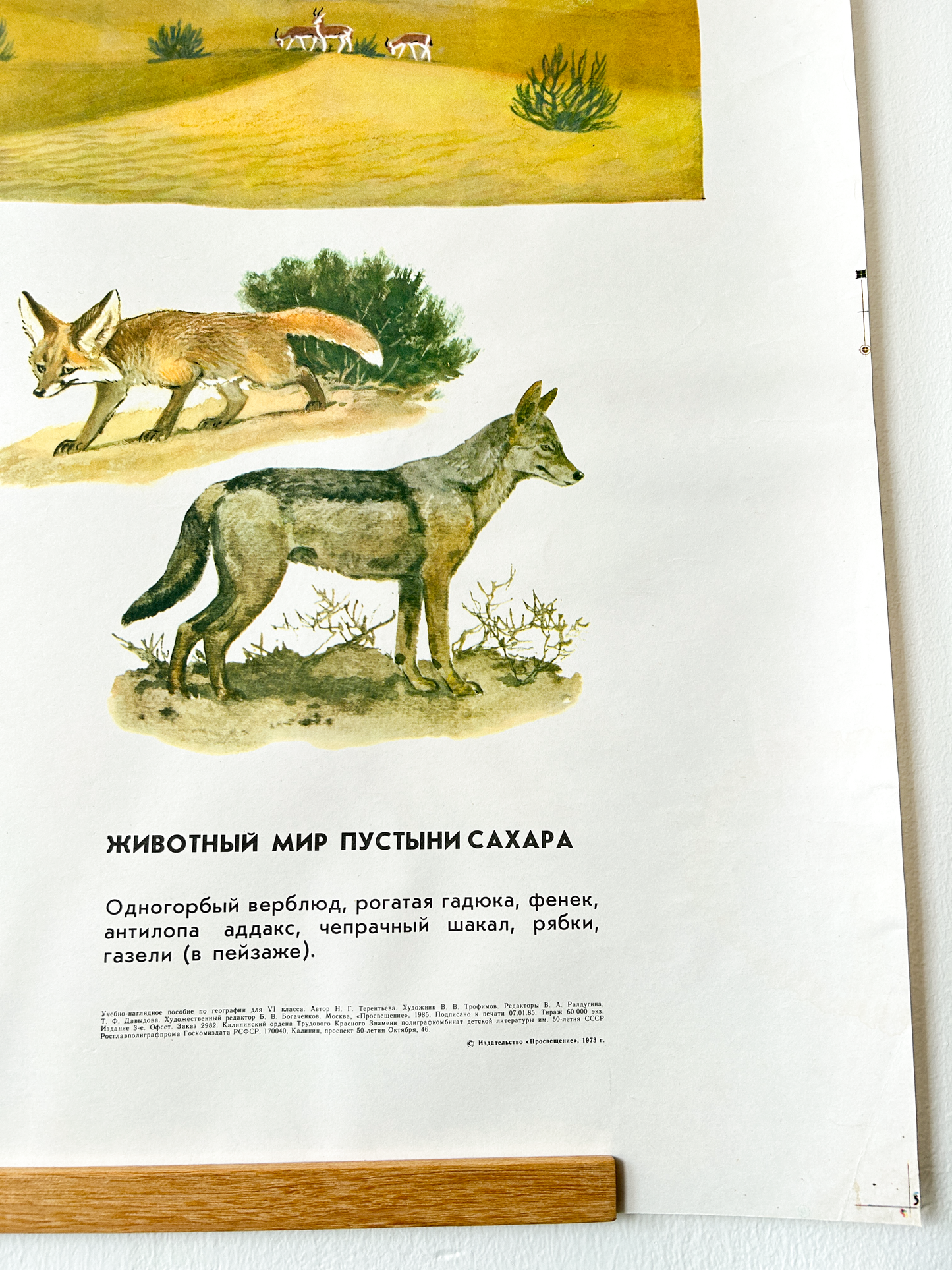 Original Soviet Vintage Educational Wildlife Poster – Animal World of the Sahara Desert: One-humped Camel, Antelope, Fennec Fox, Viper, Jackal, Gazelles & Birds | USSR School Chart
