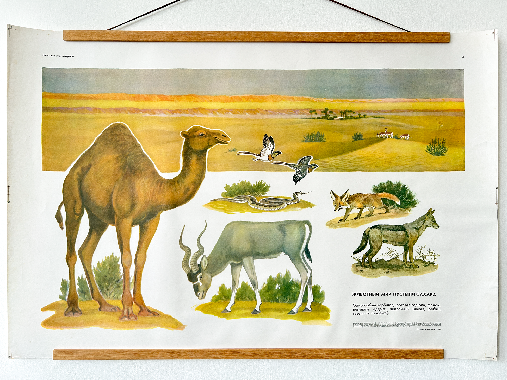 Soviet vintage educational poster with illustrations of native animals in a landscape of the Sahara Desert