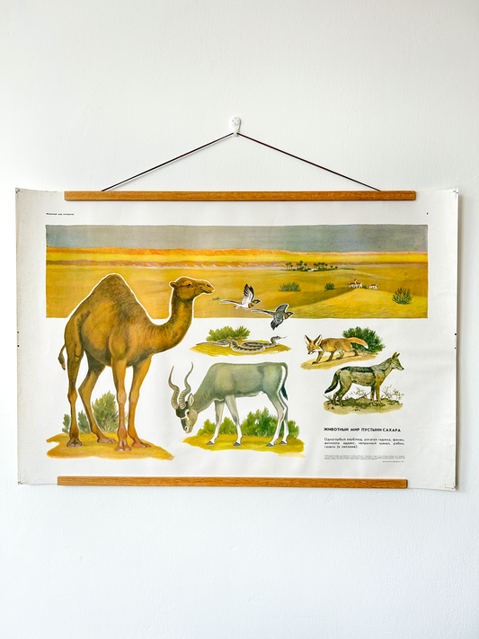 Soviet vintage educational poster with illustrations of native animals and landscape of the Sahara Desert