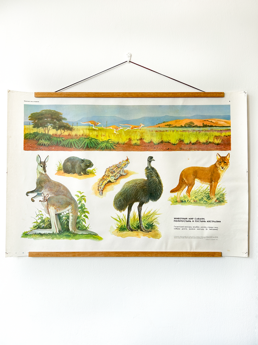 Soviet vintage educational poster with illustrations of Australian animals: kangaroo with joey, emu, dingo, wombat, and thorny devil.