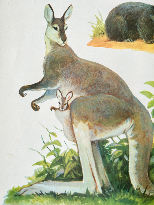 Vintage illustration of a kangaroo with a joey in its pouch in a natural setting.