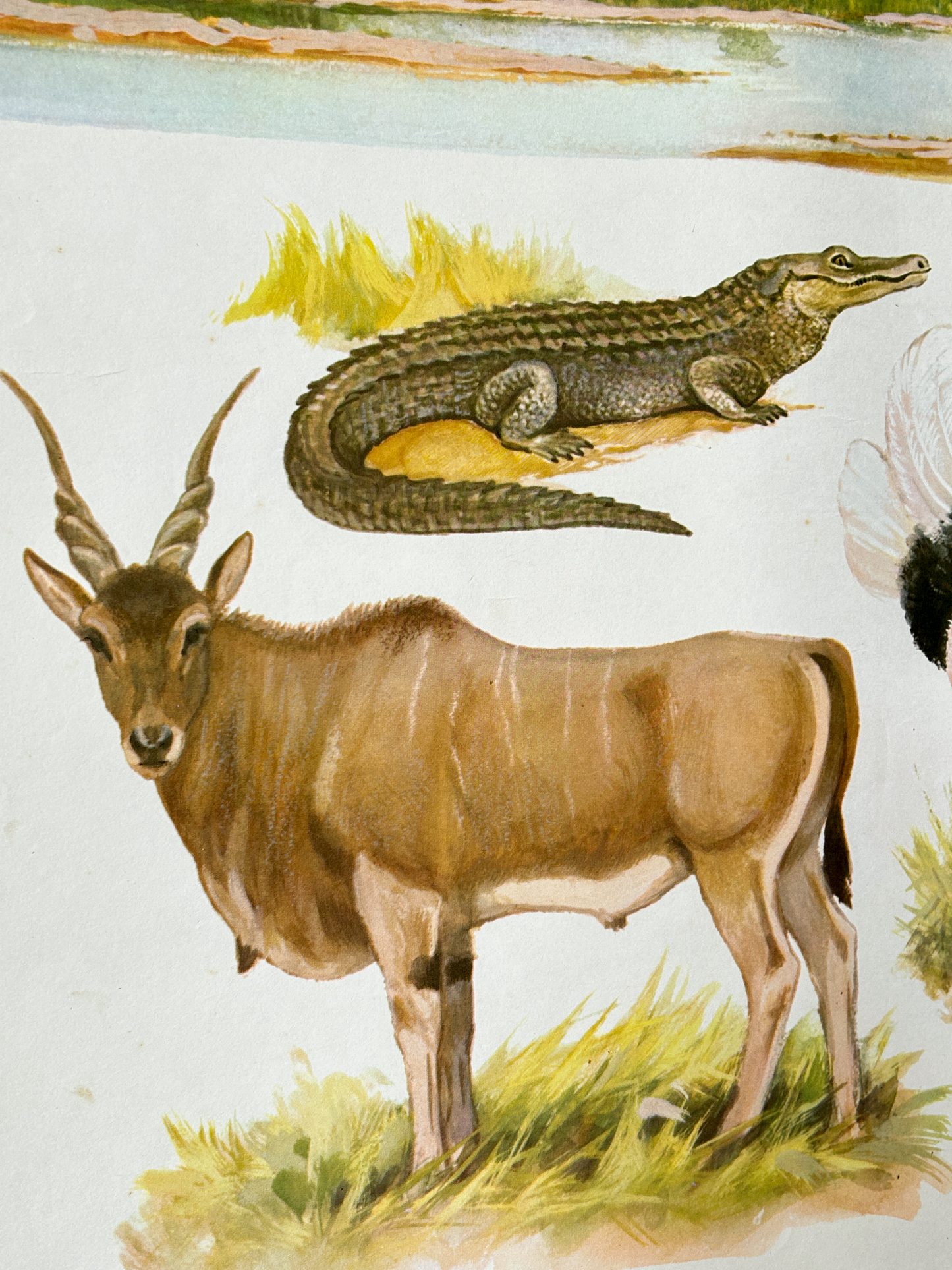 Vintage nile crocodile and antilope illustration