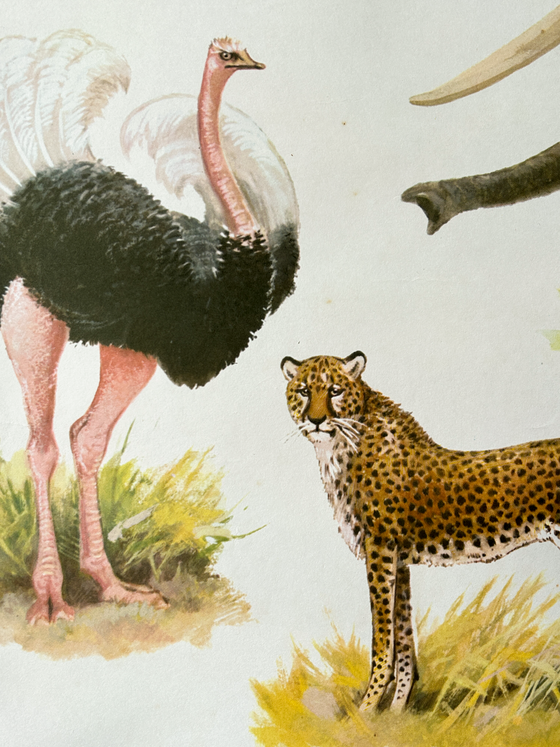 Soviet vintage poster detail ostritch and cheetah illustration