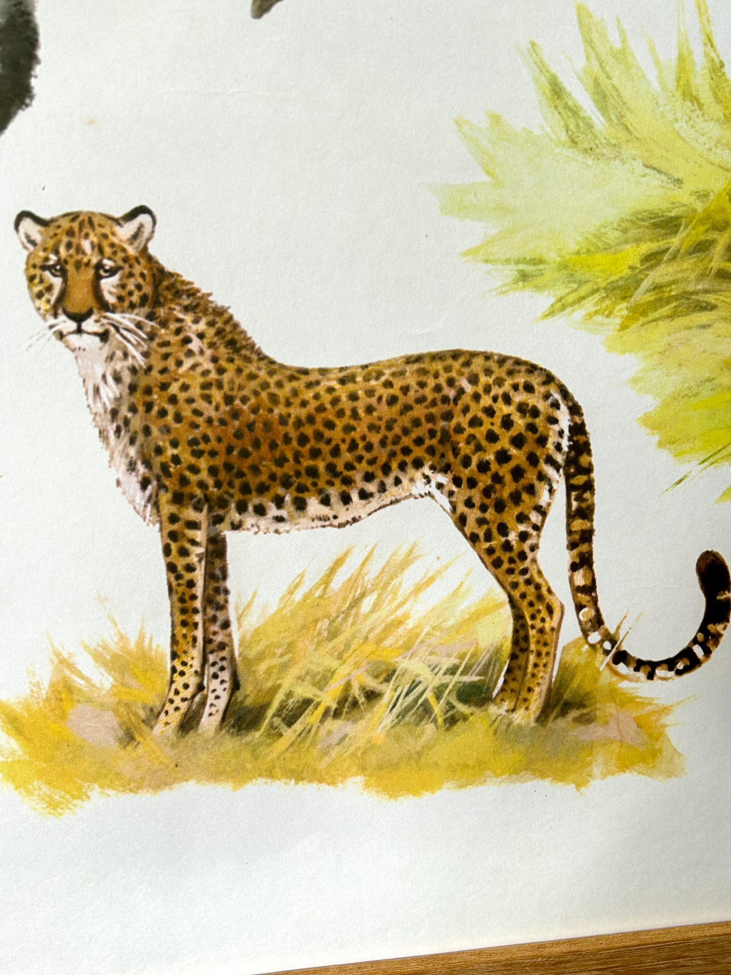 Original Soviet Vintage Educational Wildlife Poster – Animal World of African Savanna: Nile Crocodile, Elephant, Ostrich, Cheetah | USSR School Chart