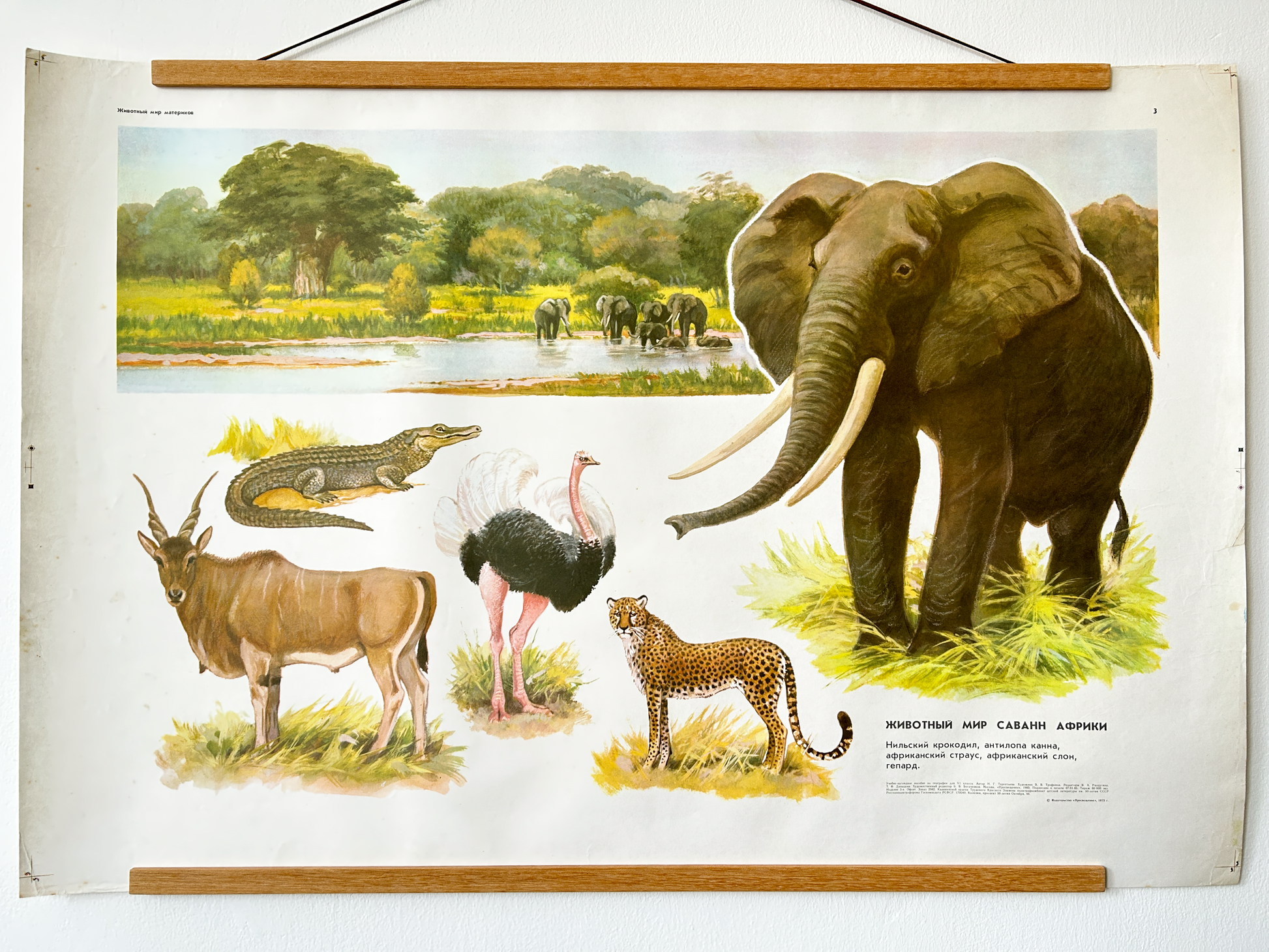 Soviet vintage educational poster depictin african savannah and animals that live there: Nile crocodile, an African elephant, an African ostrich, and a cheetah