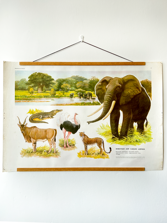 Soviet vintage educational school poster depicting the animal world of African savanna: Nile crocodile, an African elephant, an African ostrich, and a cheetah