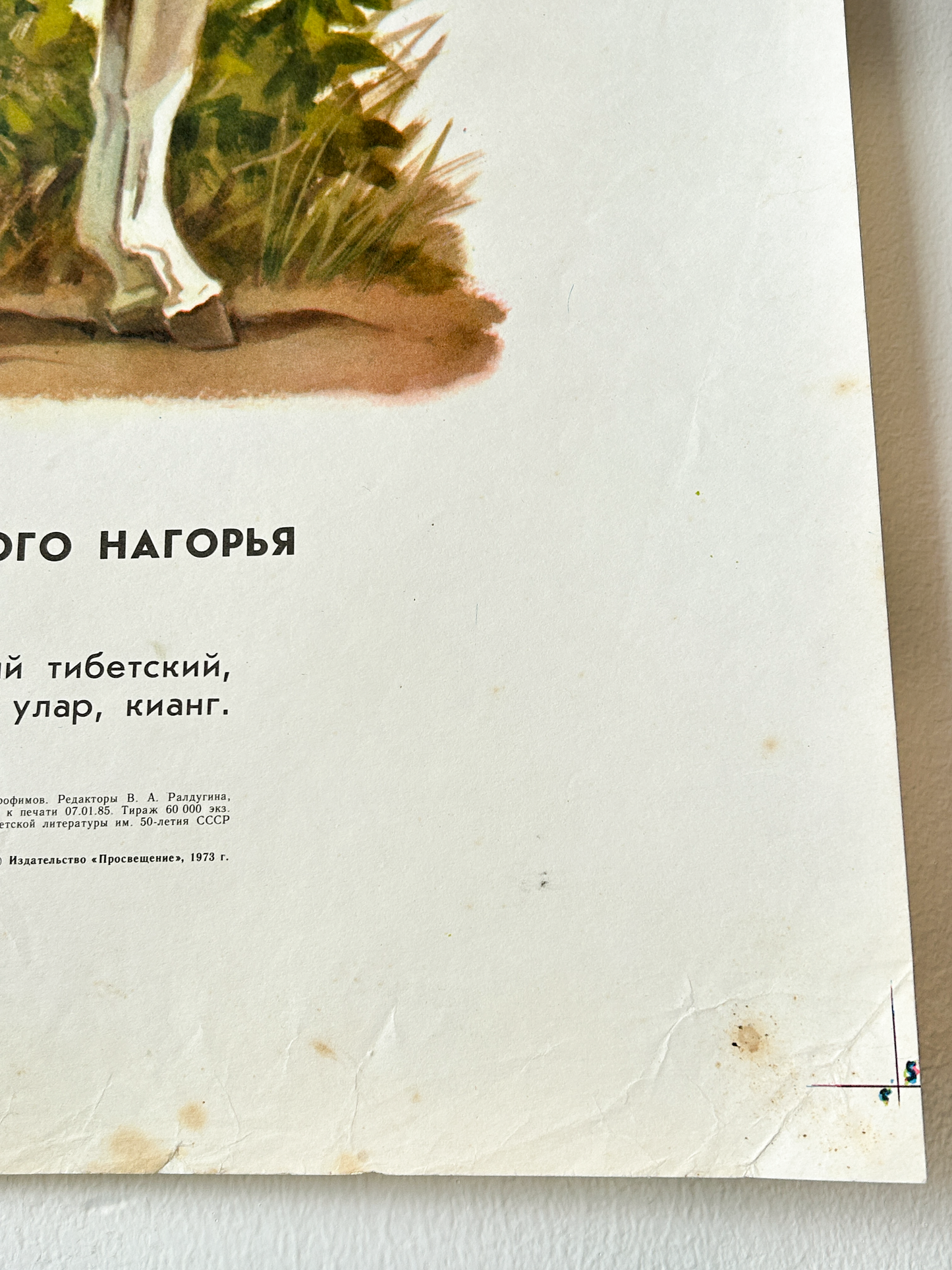 Original Soviet Vintage Educational Wildlife Poster – Animal World of Tibetan Plateau: Yak, Antelope, Macaque, Snowcock, Wild Ass | USSR School Chart