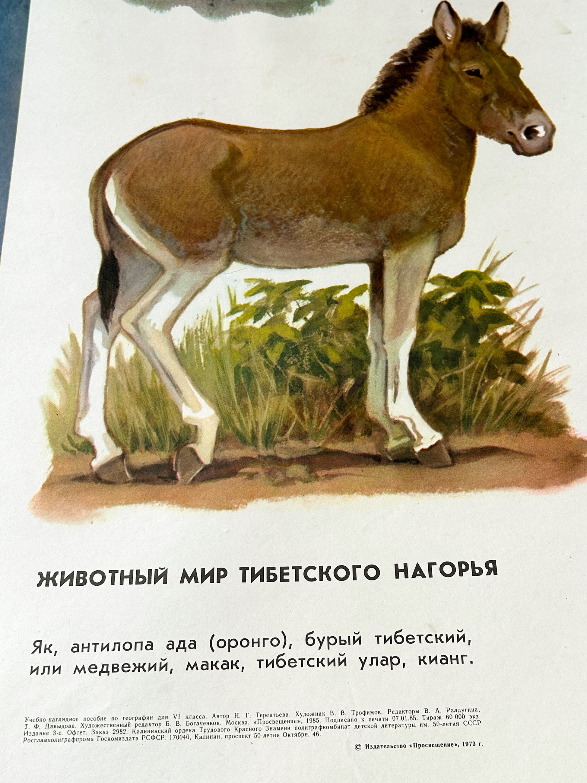 Illustration of a Tibetian wild ass