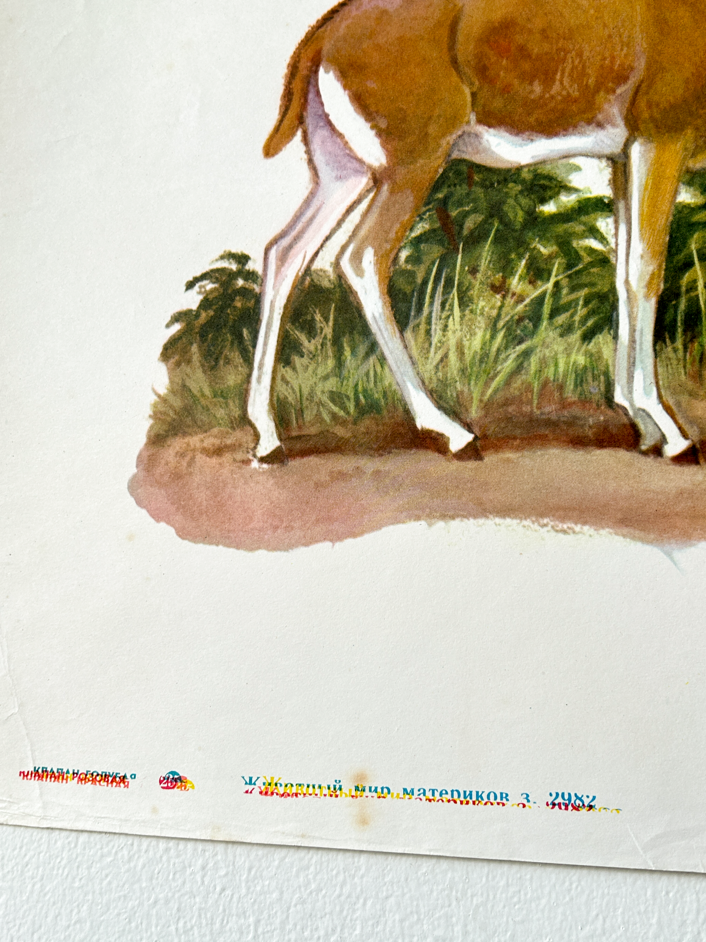 Original Soviet Vintage Educational Wildlife Poster – Animal World of Tibetan Plateau: Yak, Antelope, Macaque, Snowcock, Wild Ass | USSR School Chart