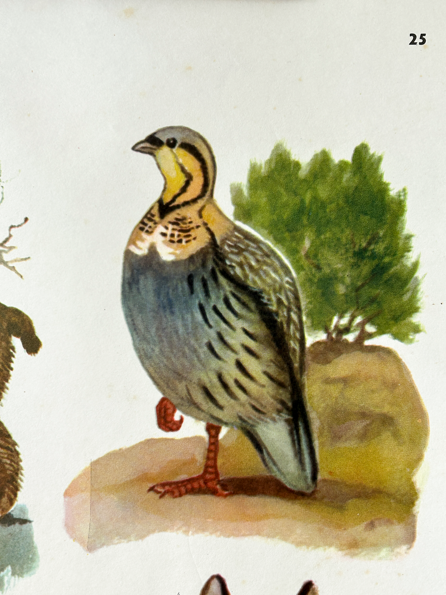 Vintage illustration of a Tibetan Snowcock  standing on a rock with a natural background