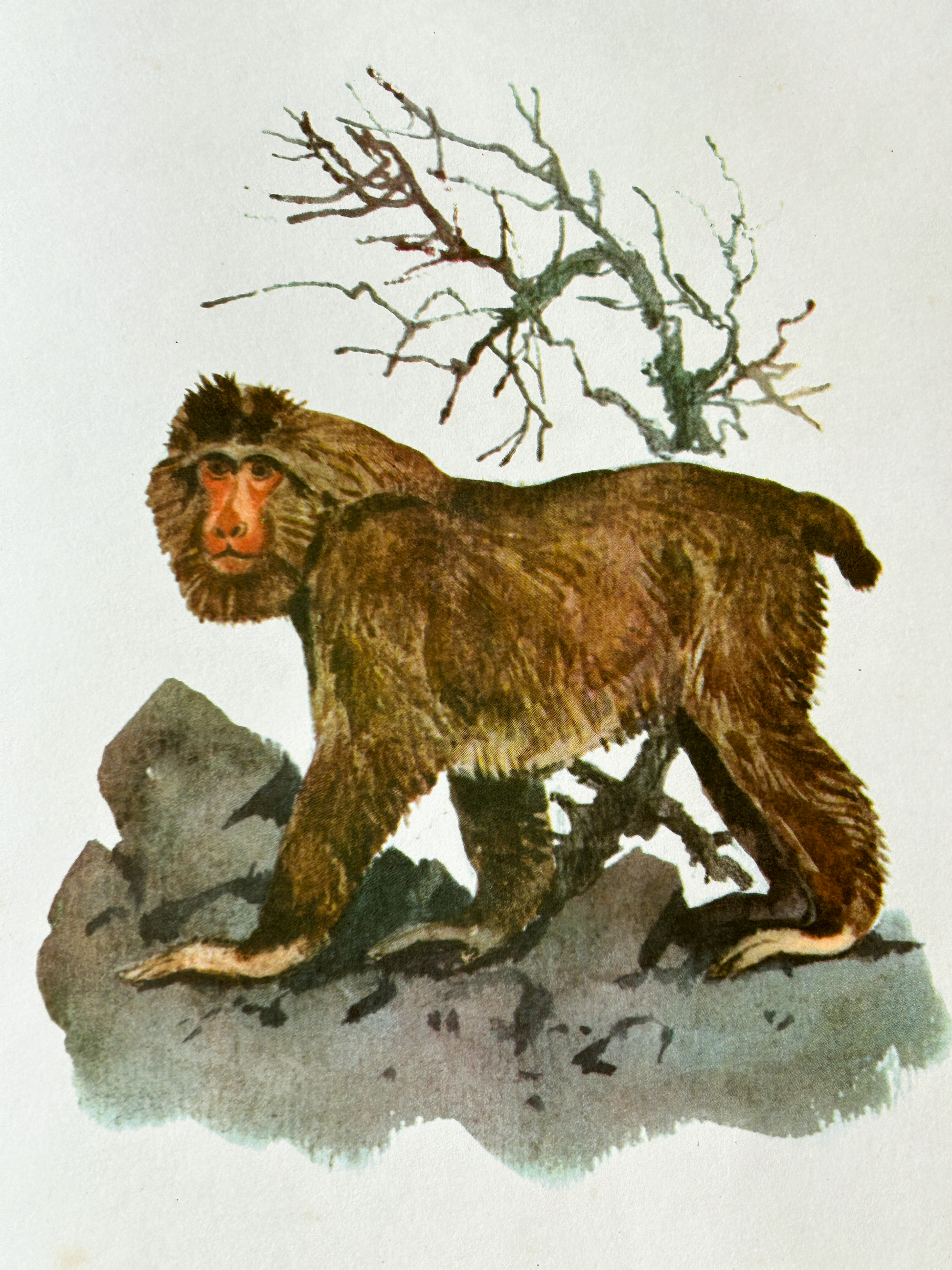 Vintage llustration of a Tibetian macaque on a rock with a tree in the background