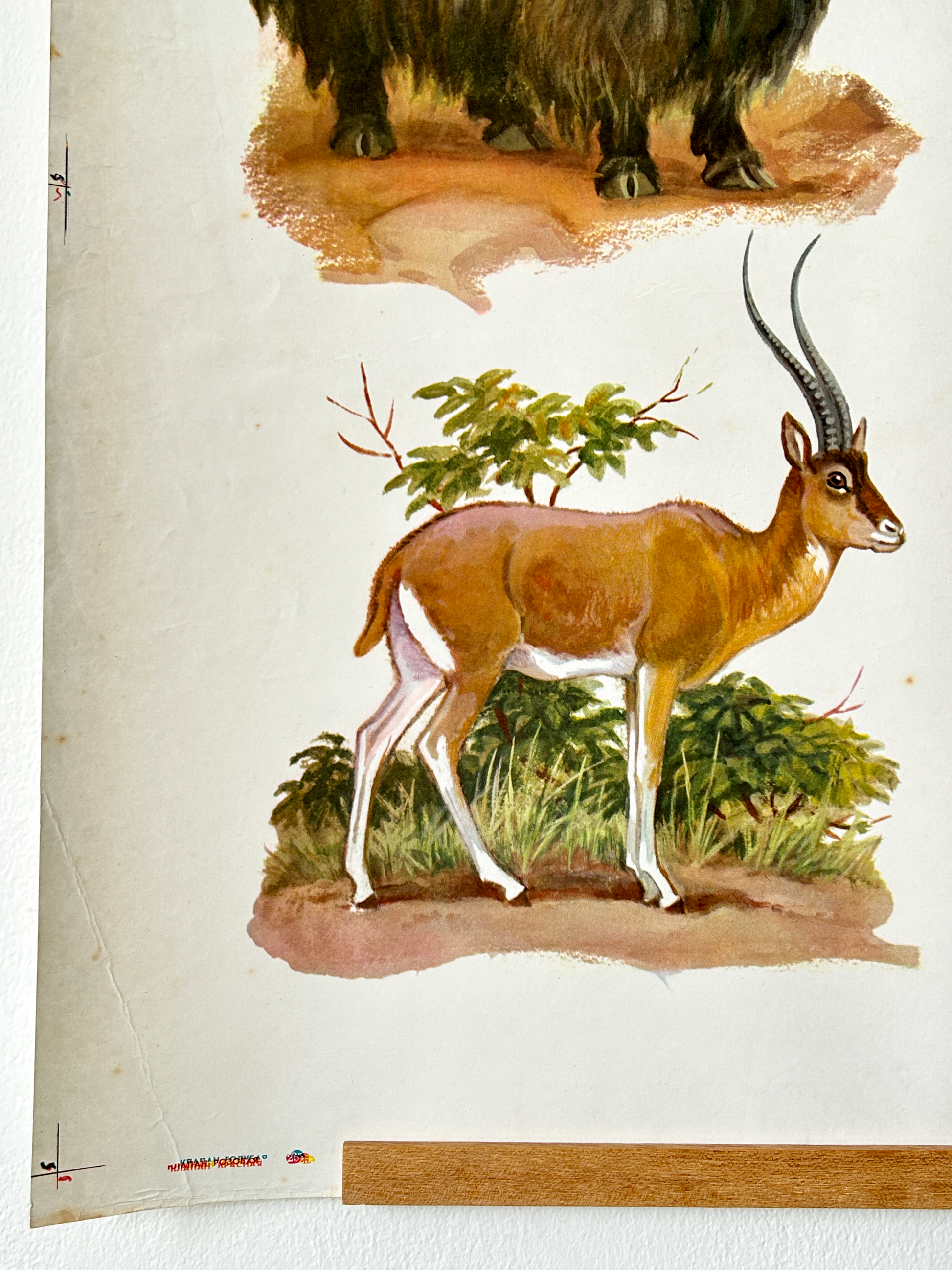 Illustration of an antelope standing on a grassy area with trees in the background.