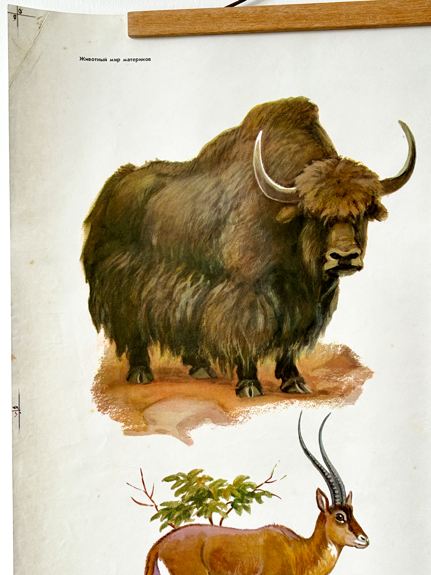 Vintage illustration of a yak and an antelope on a white background