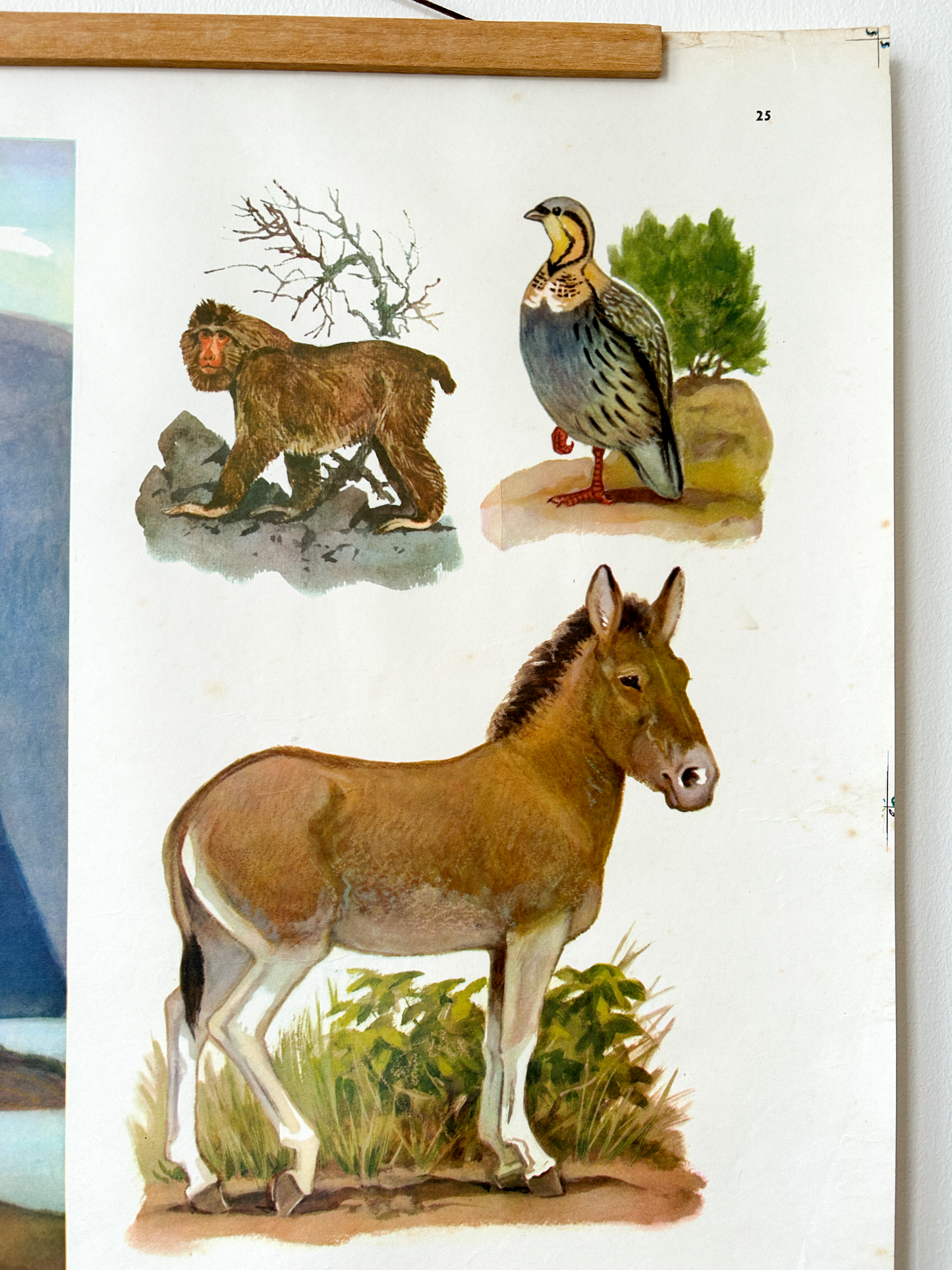 Vintage illustrations of Tibetan animals: macaque, wild ass and a Tibetan Snowcock  