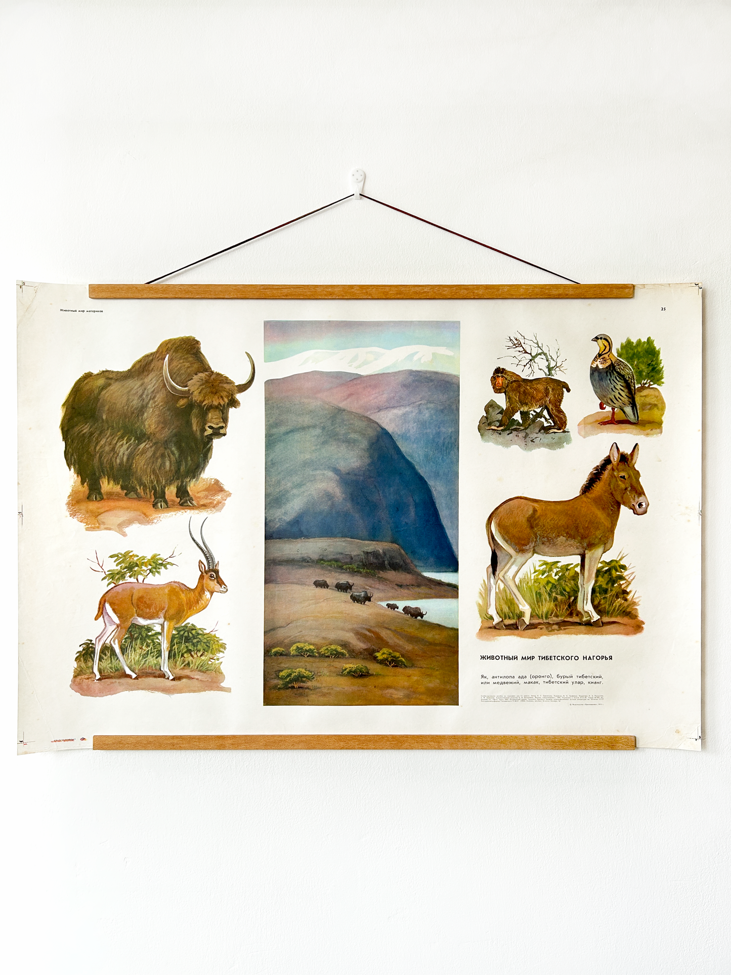 Soviet vintage educational poster with illustrations of animals commonly found in the Tibetan Plateau and theirr natural habitat.