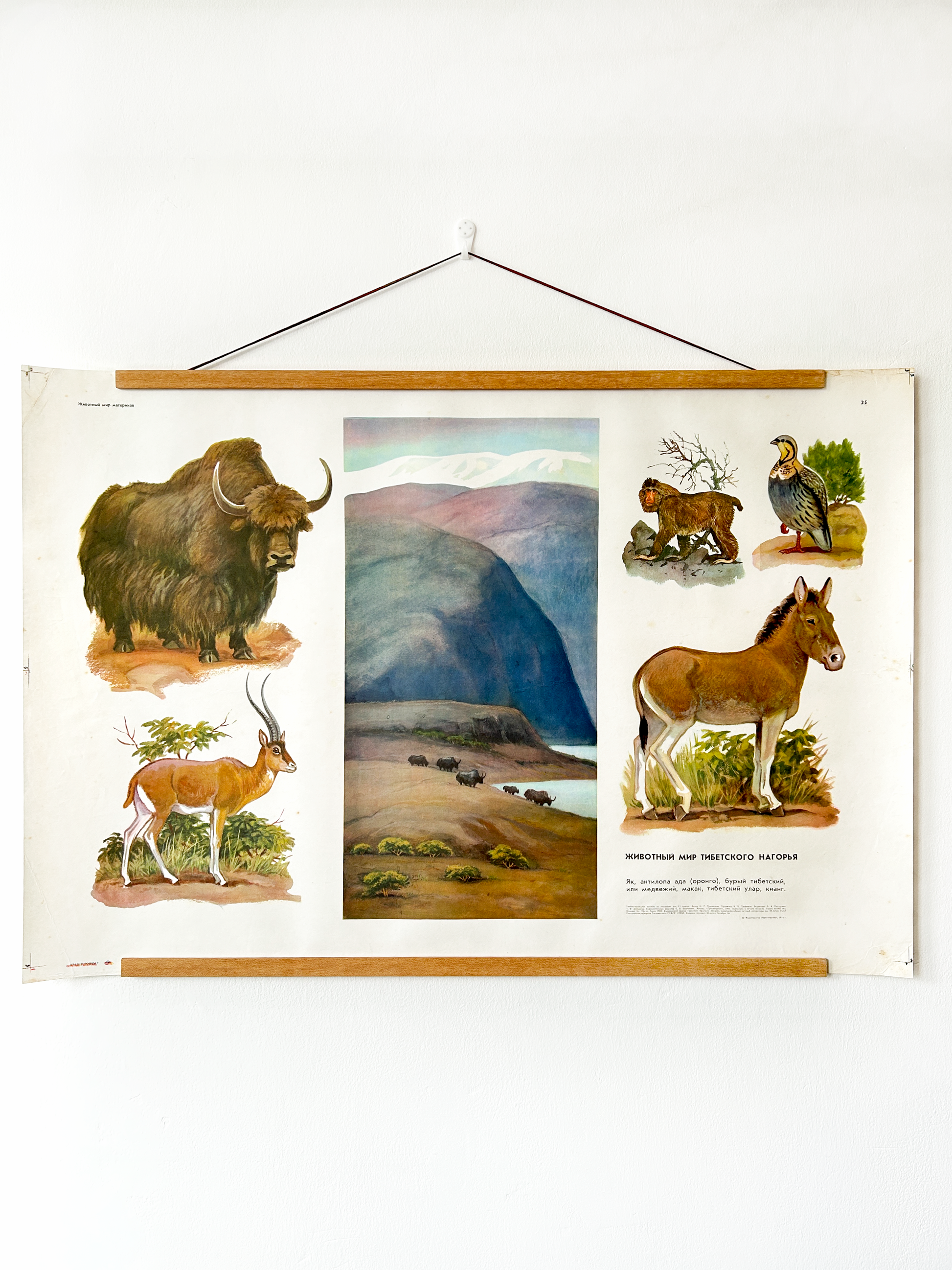 Soviet vintage educational poster with illustrations of animals commonly found in the Tibetan Plateau and theirr natural habitat.