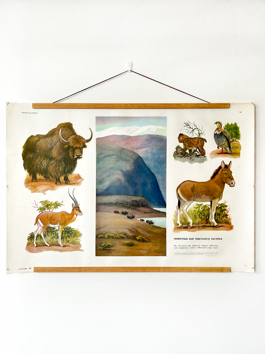 Soviet vintage educational poster with illustrations of animals commonly found in the Tibetan Plateau and theirr natural habitat.
