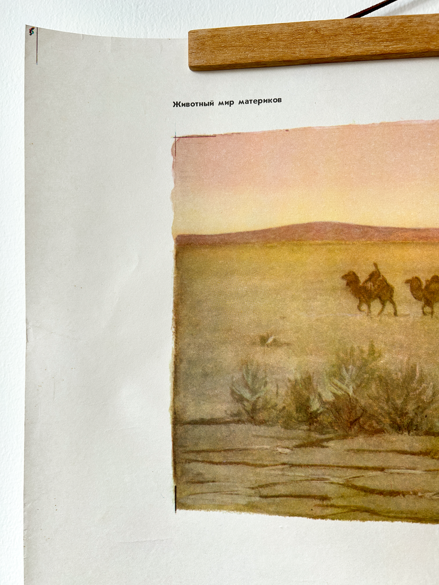 Original Soviet Vintage Educational Wildlife Poster – Eurasian Desert Animals: Camel, Gloydius Snake, Toad-headed Agama, Gazelle, Jay | USSR School Chart